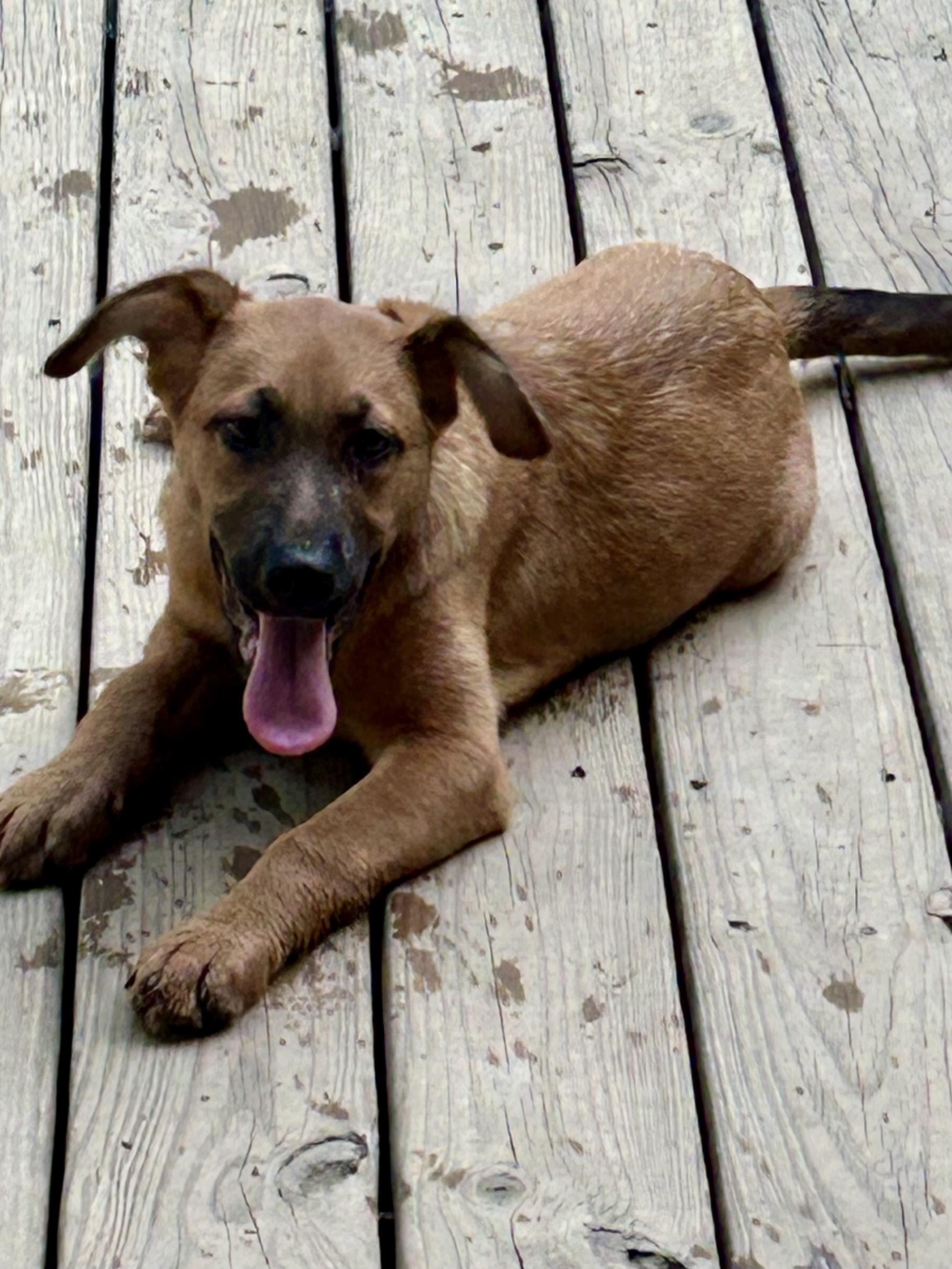 FAWN — thumbnail 3