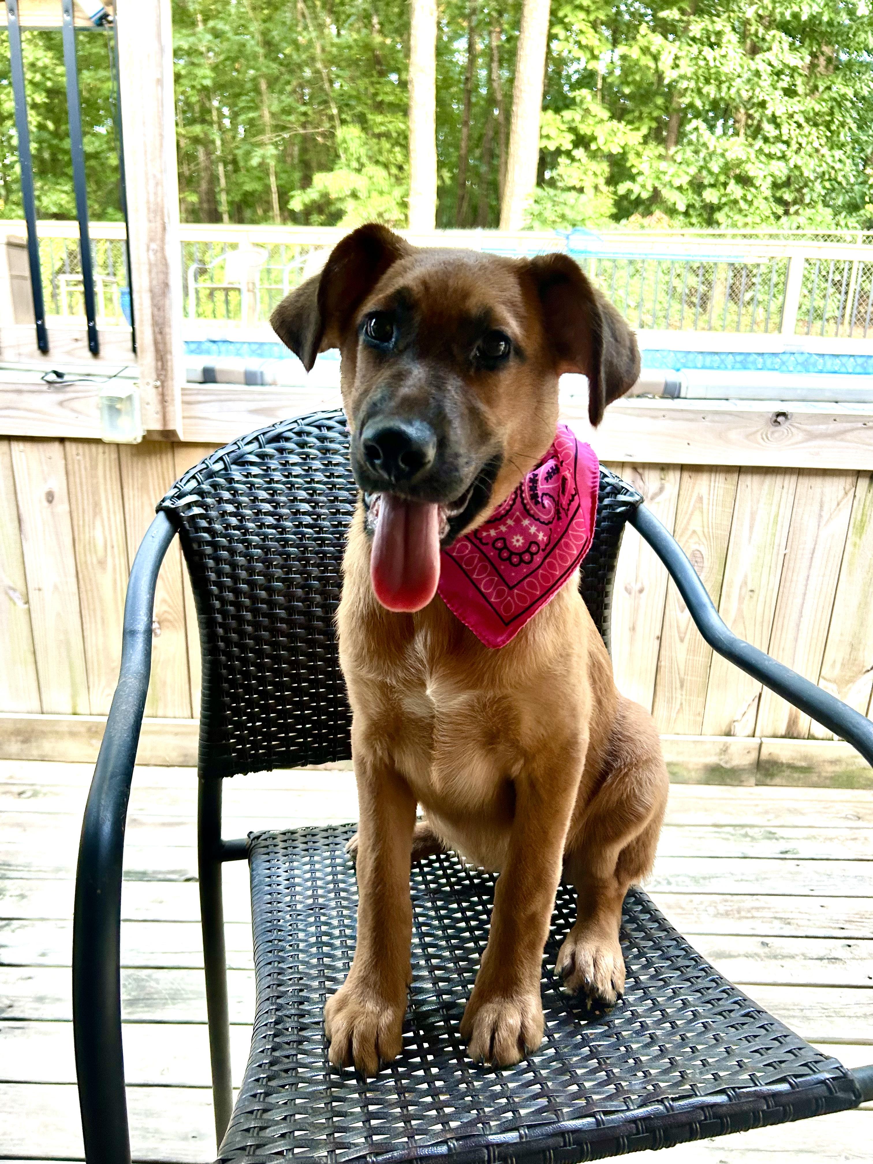 FAWN — thumbnail 4