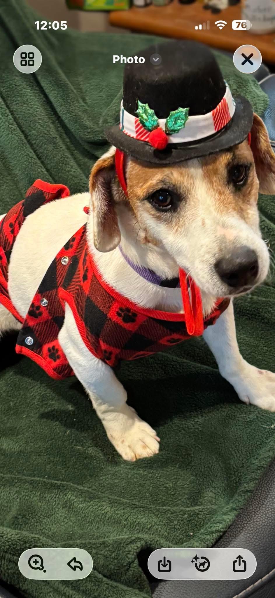 Sparky , ADOPTABLE, Adult Male Rat Terrier.