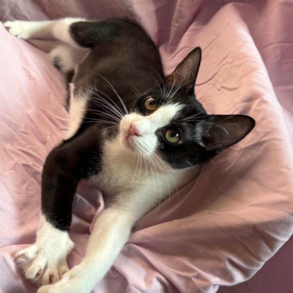 Tina, a Adoptable Domestic Short Hair in Wichita, KS image 1/6