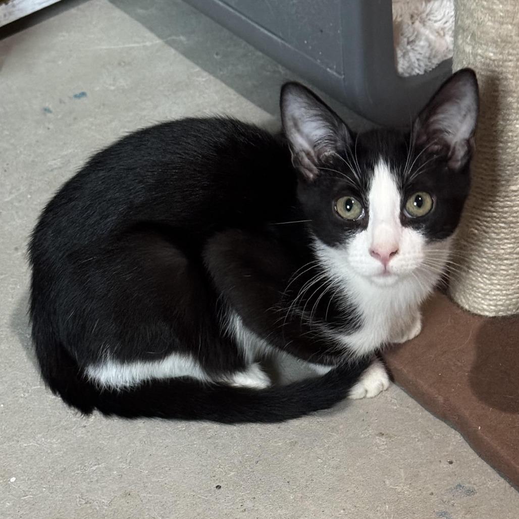 Enlarge Tina, a Adoptable Domestic Short Hair in Wichita, KS image 1/4