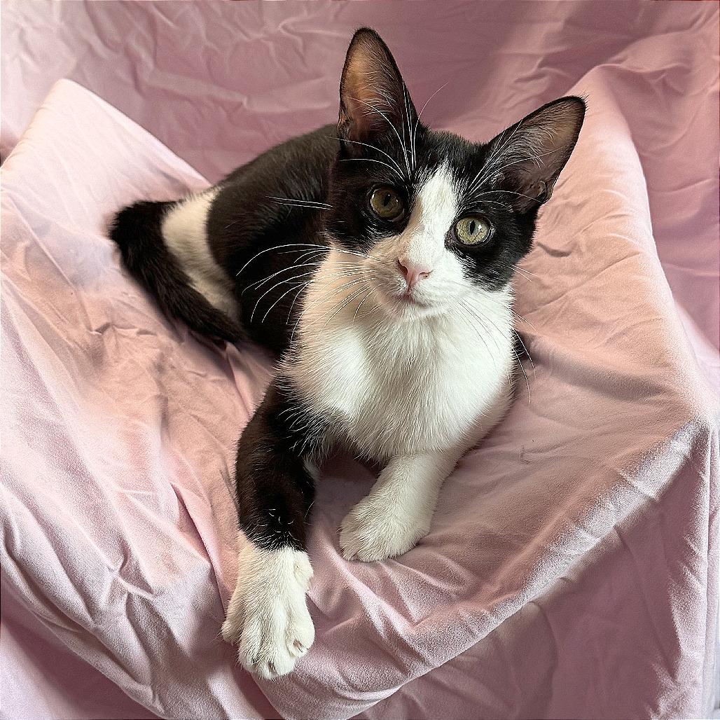 Tina, a Adoptable Domestic Short Hair in Wichita, KS image 3/6