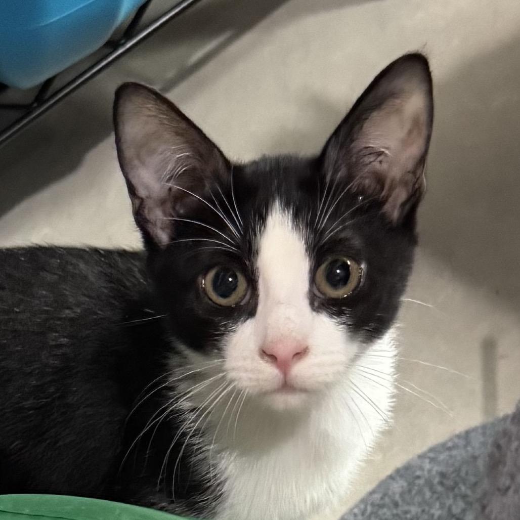 Enlarge Tina, a Adoptable Domestic Short Hair in Wichita, KS image 2/4
