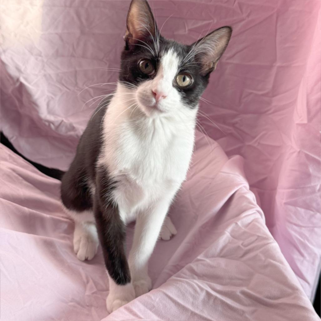 Tina, a Adoptable Domestic Short Hair in Wichita, KS image 5/6