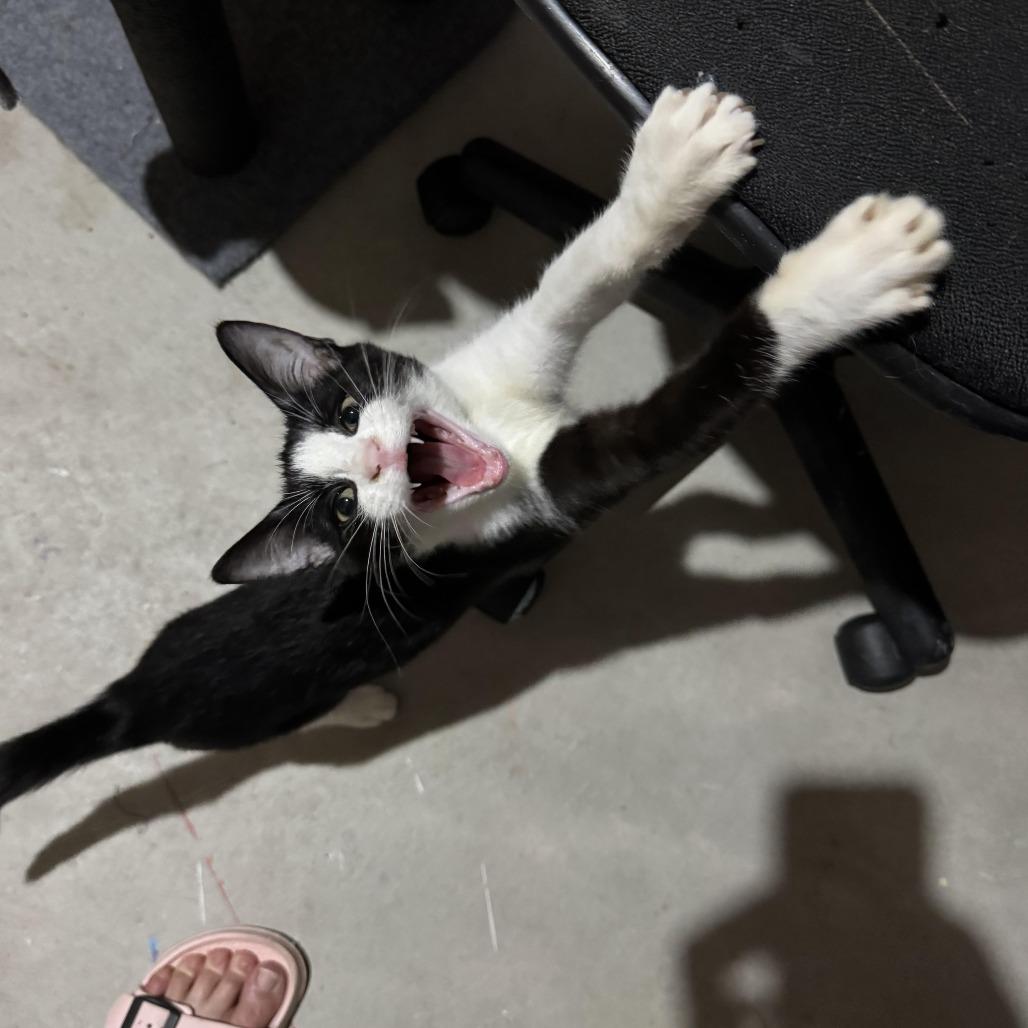 Enlarge Tina, a Adoptable Domestic Short Hair in Wichita, KS image 3/4