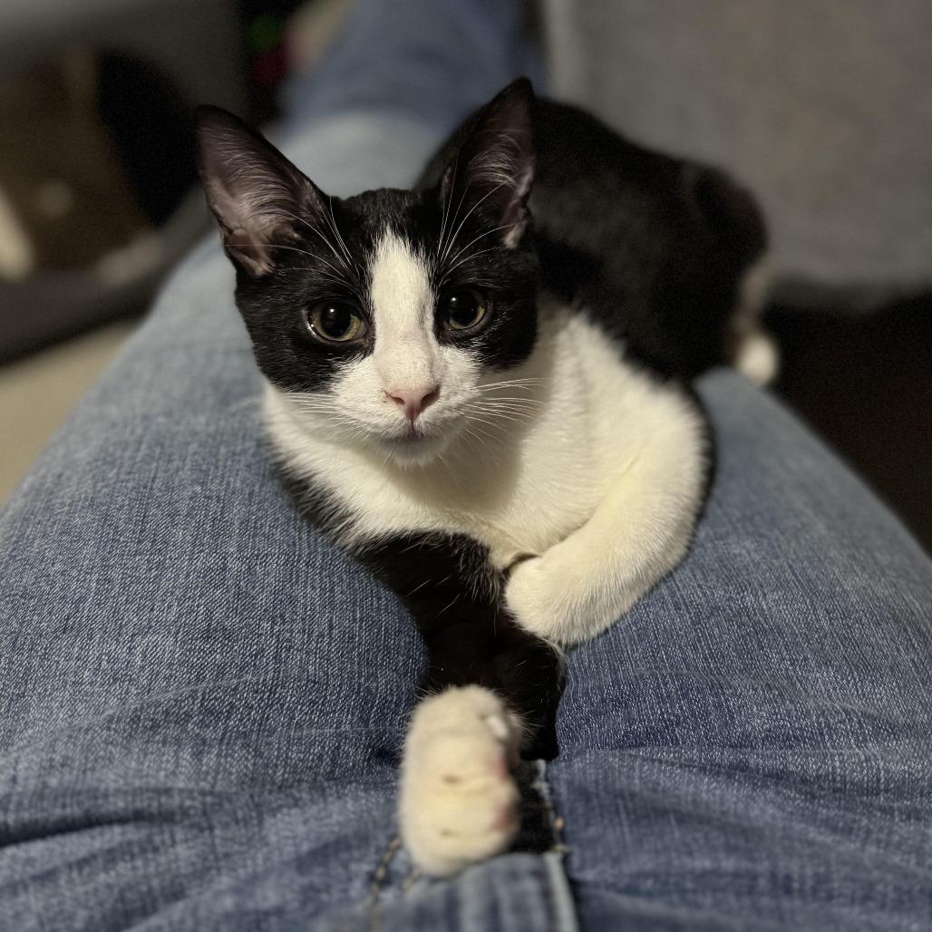 Enlarge Tina, a Adoptable Domestic Short Hair in Wichita, KS image 4/4