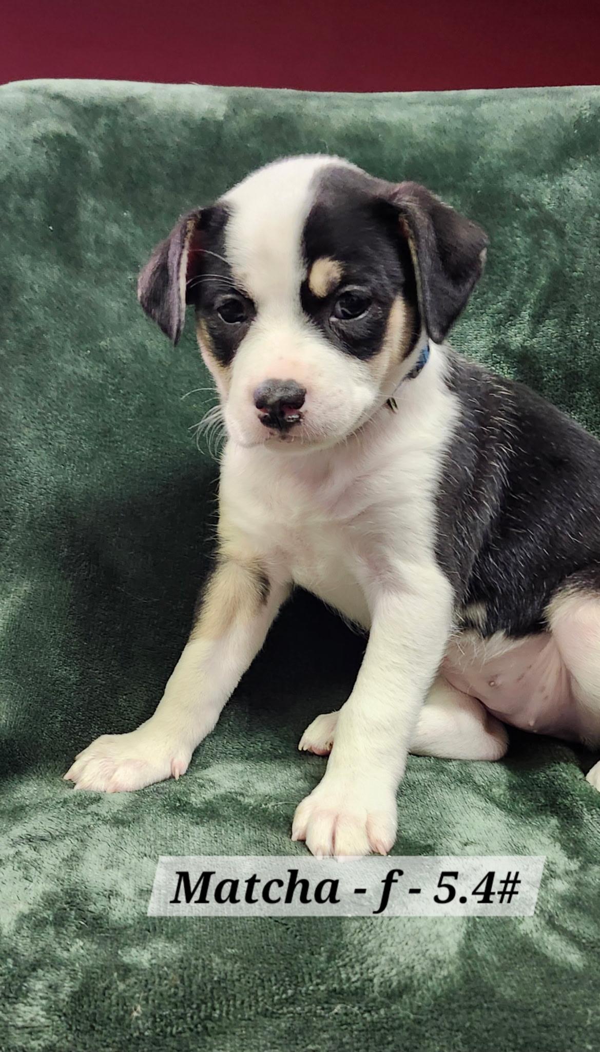 Matcha, Adoptable, Puppy Female Terrier.