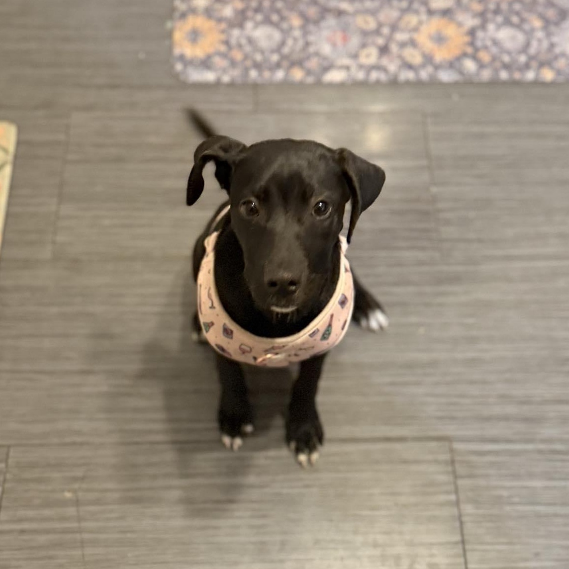 Rita, Adoptable, Puppy Female Pit Bull Terrier.