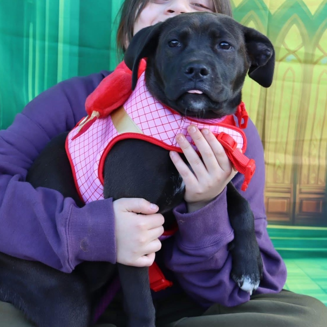 Rita, a Adoptable Pit Bull Terrier in Westchester, IL image 2/2