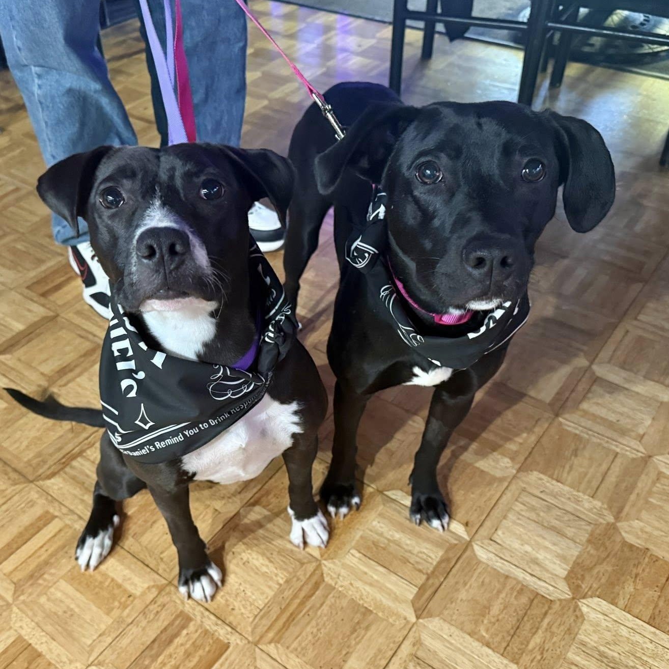 Rita, a Adoptable Pit Bull Terrier in Peotone, IL image 4/4
