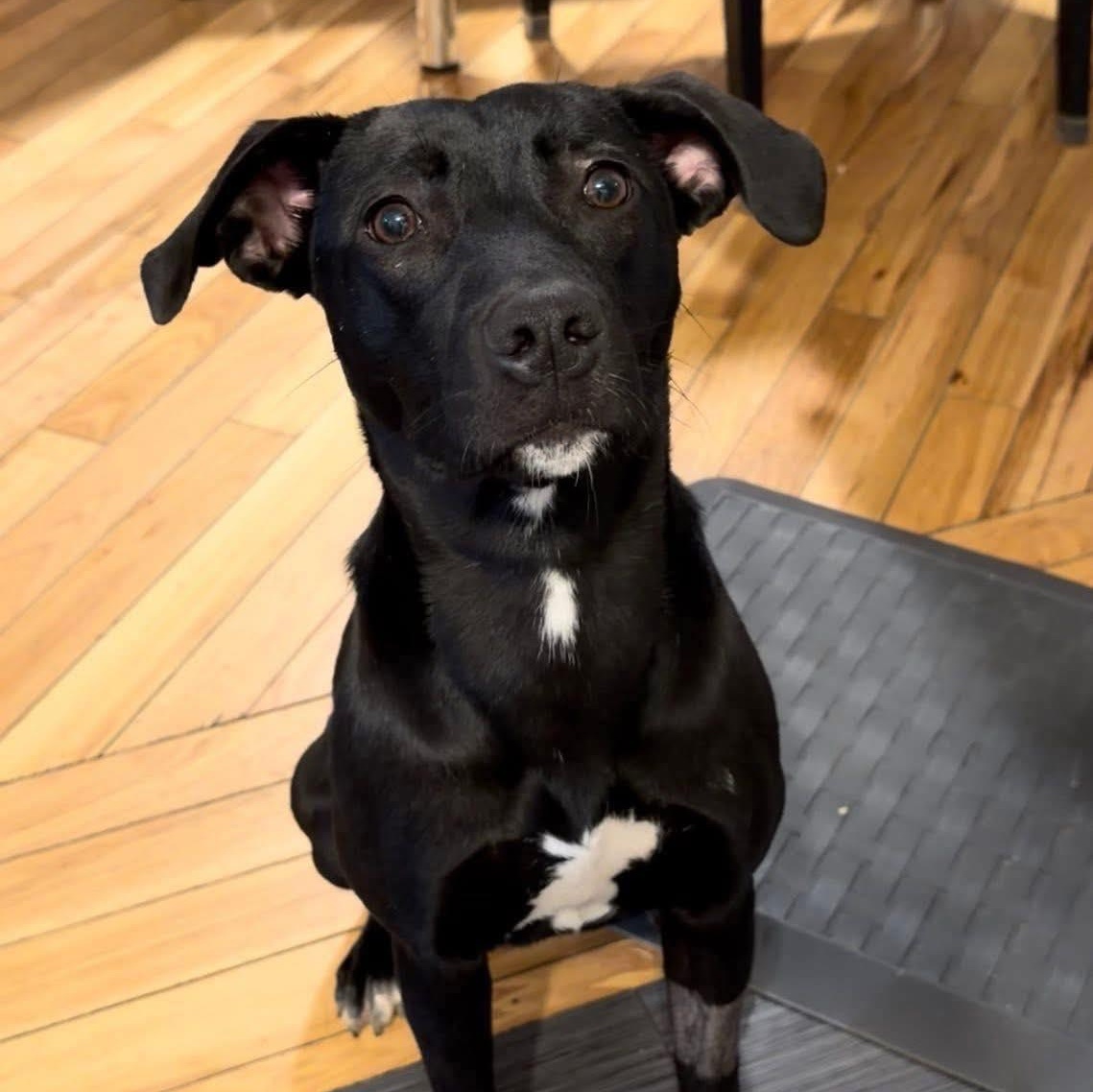 Rita, Adoptable, Young Female Labrador Retriever & Pit Bull Terrier.