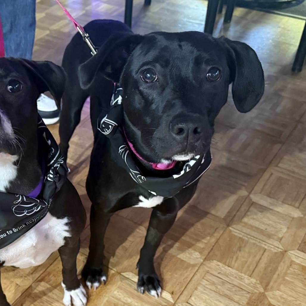 Rita, Adoptable, Puppy Female Pit Bull Terrier.