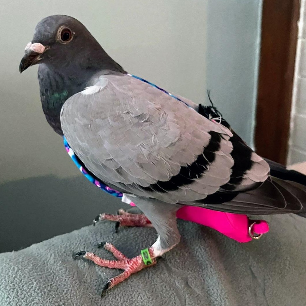 Tre, a Adoptable Pigeon in Chicago, IL image 1/4