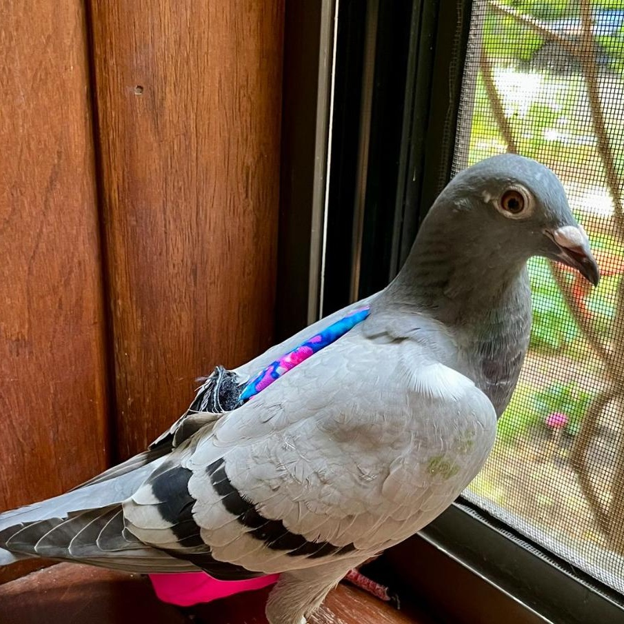 Tre, a Adoptable Pigeon in Chicago, IL image 2/4
