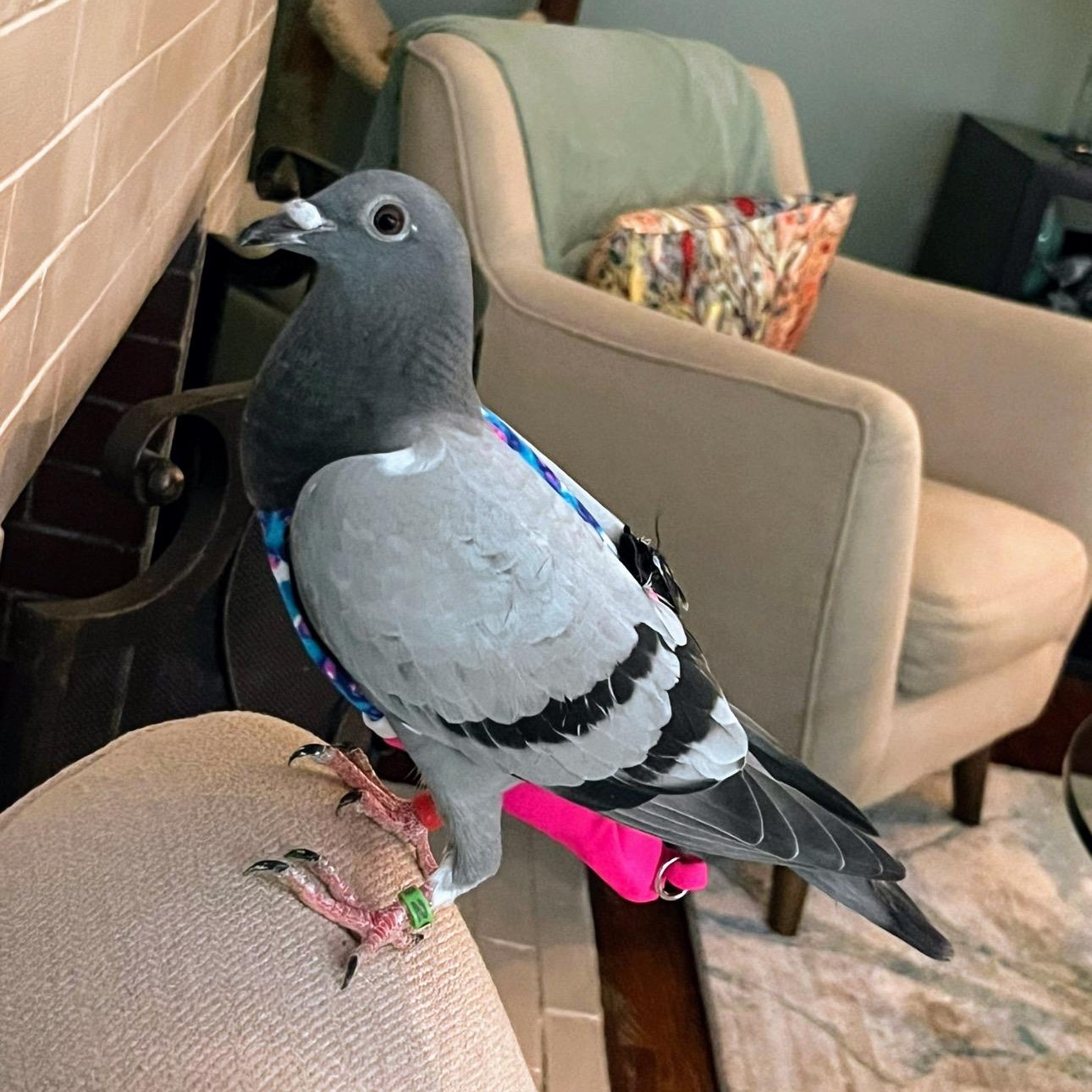 Tre, a Adoptable Pigeon in Chicago, IL image 3/4