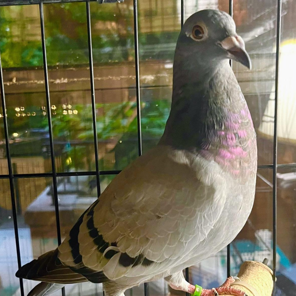 Tre, a Adoptable Pigeon in Chicago, IL image 4/4