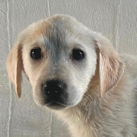Lola, Adoptable, Puppy Female Australian Shepherd & Border Collie.