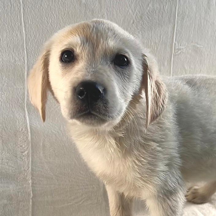 Enlarge Lola, a Adoptable mixed breed in Johnson City, TN image 2/3