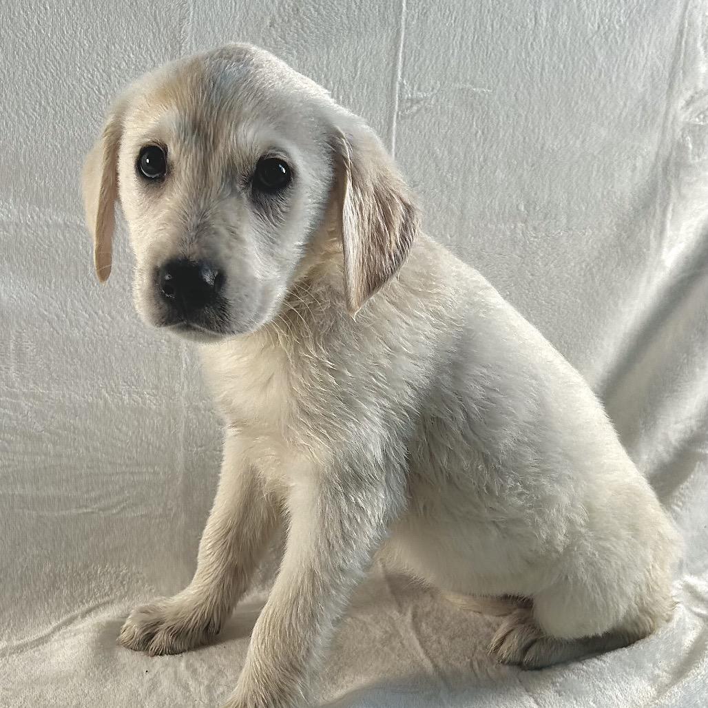 Enlarge Lola, a Adoptable mixed breed in Johnson City, TN image 3/3