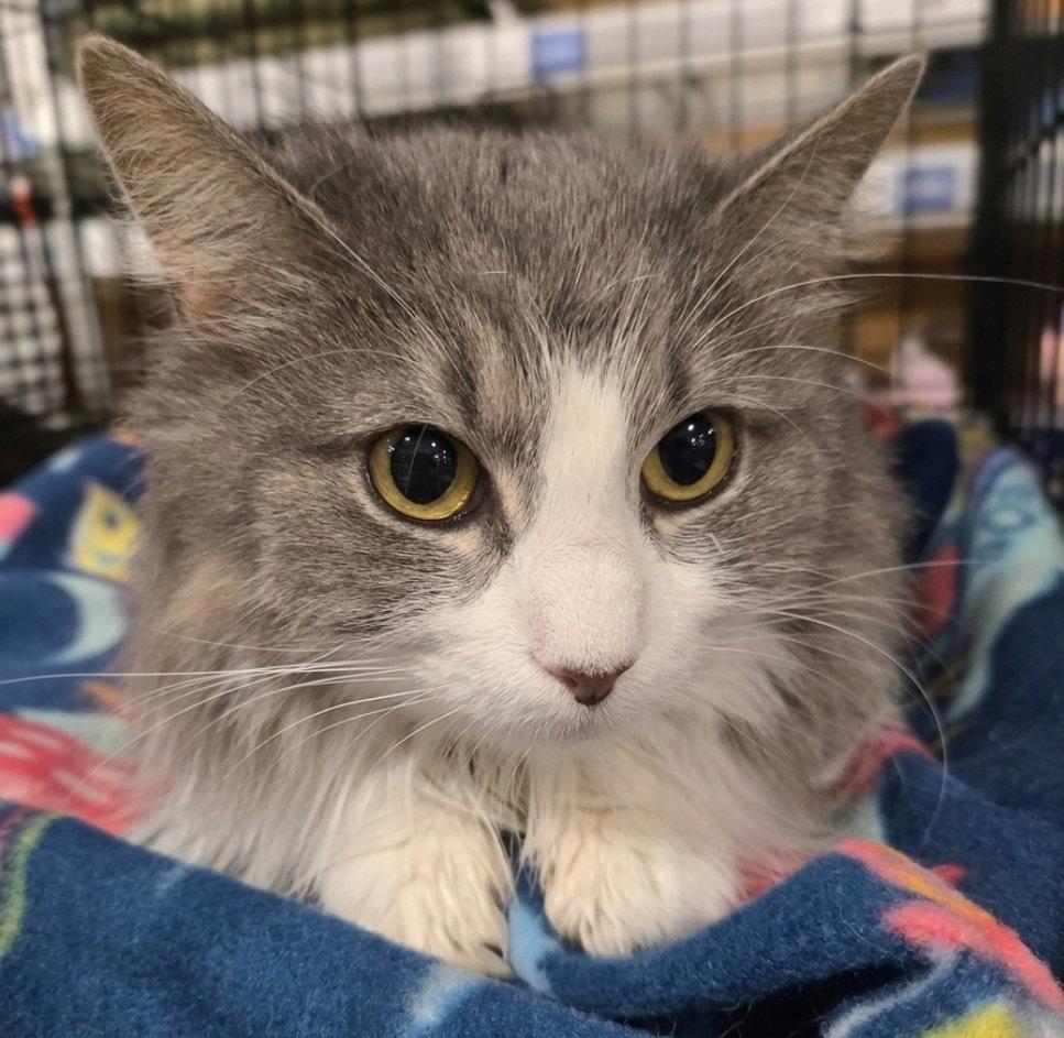 Gertie, Adoptable, Adult Female Domestic Long Hair.