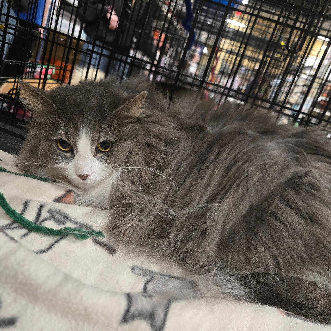 Gertie, a Adoptable Domestic Long Hair in Norwood, OH image 2/2