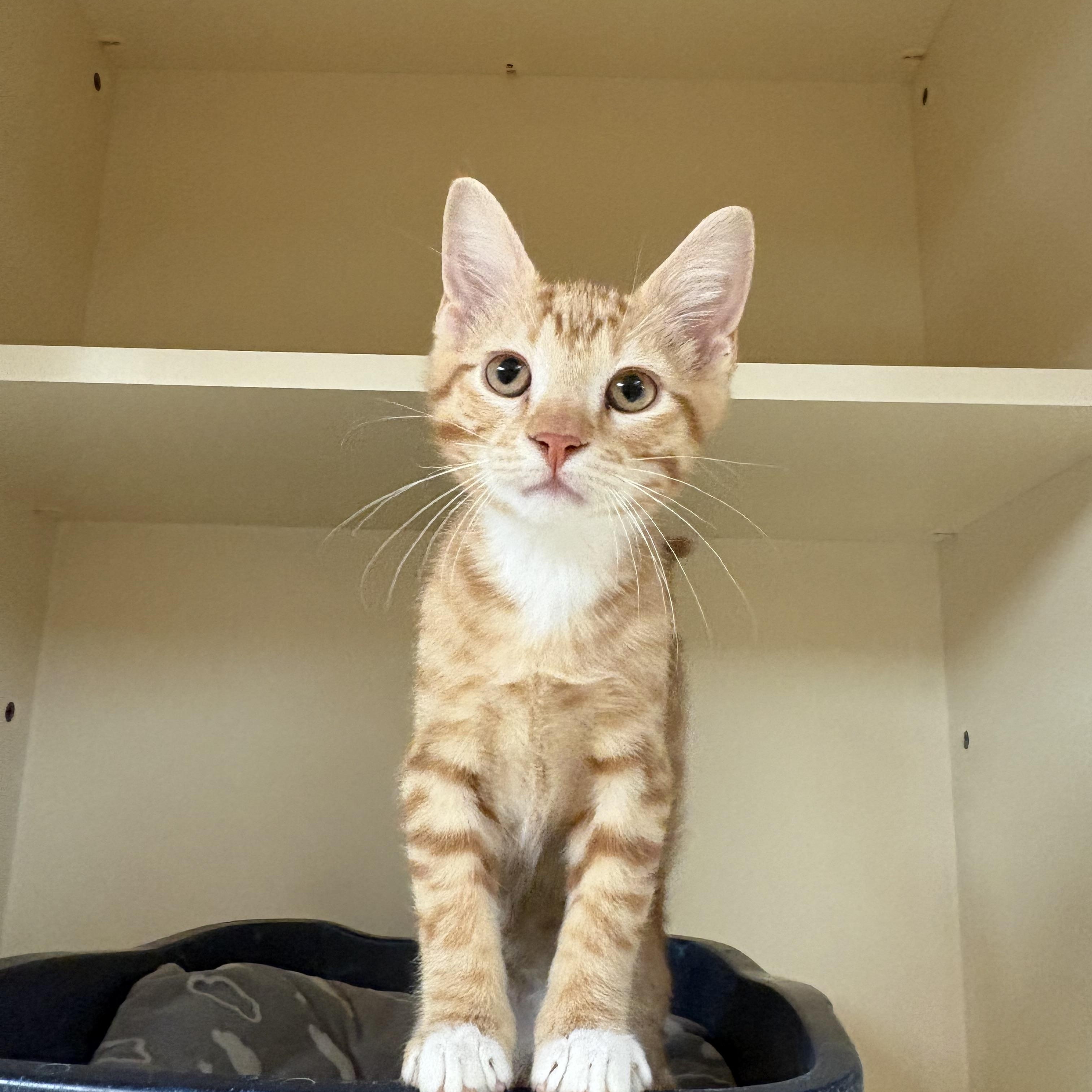 Elden Ring, an adopted mixed breed in Hays, KS image 2/6