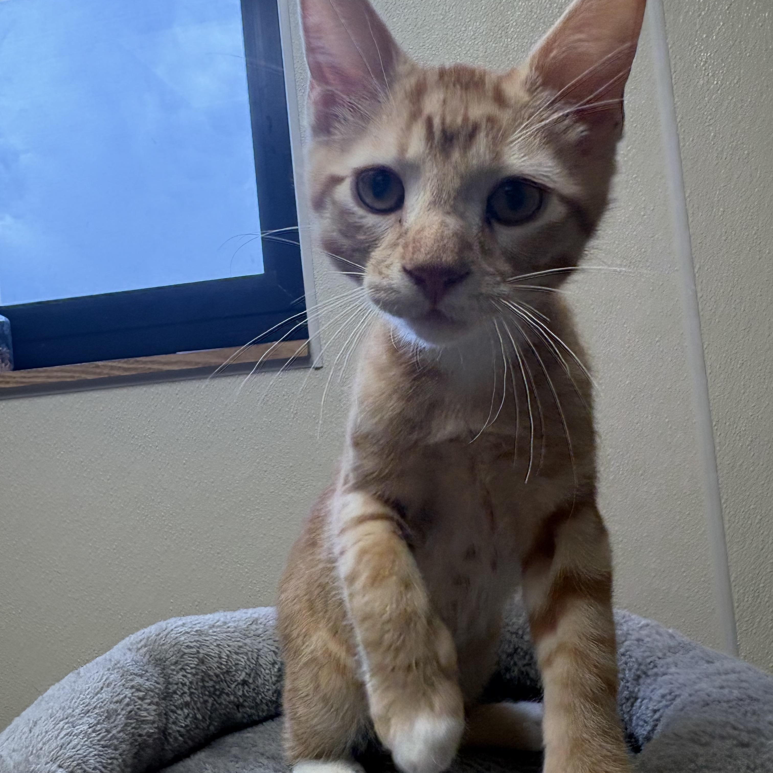 Elden Ring, an adopted mixed breed in Hays, KS image 3/6