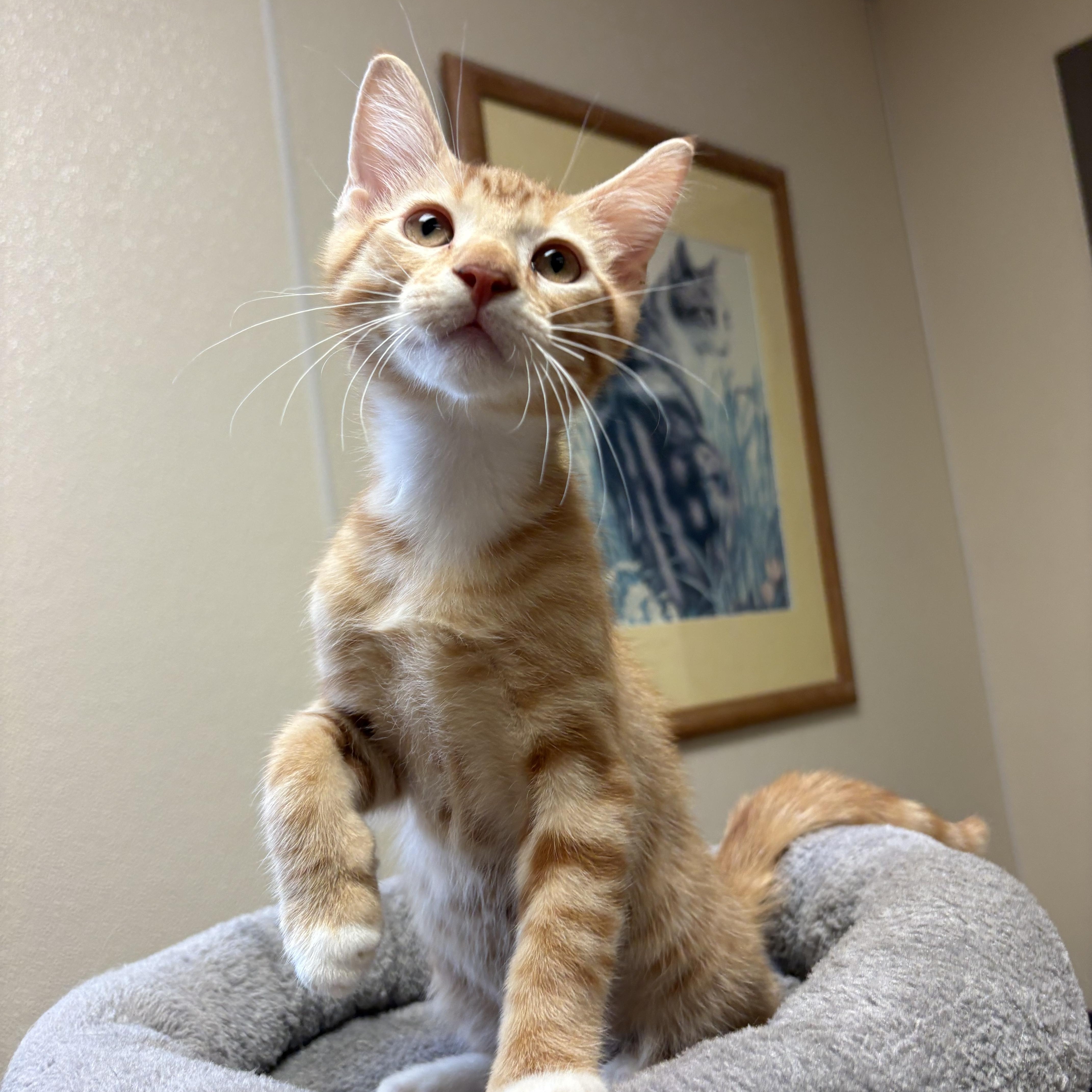 Elden Ring, adopted, Young Male Domestic Short Hair.