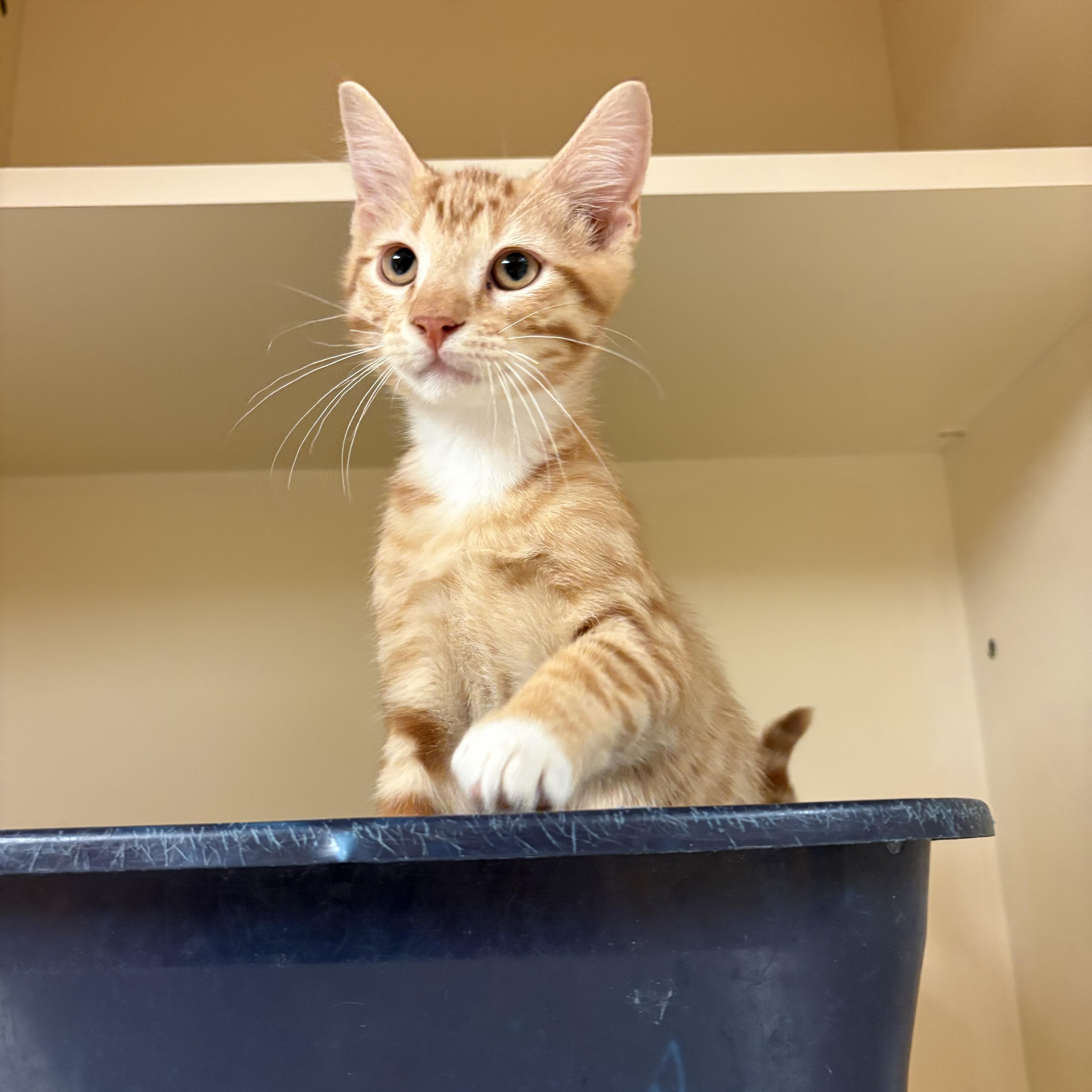 Elden Ring, an adopted mixed breed in Hays, KS image 4/6
