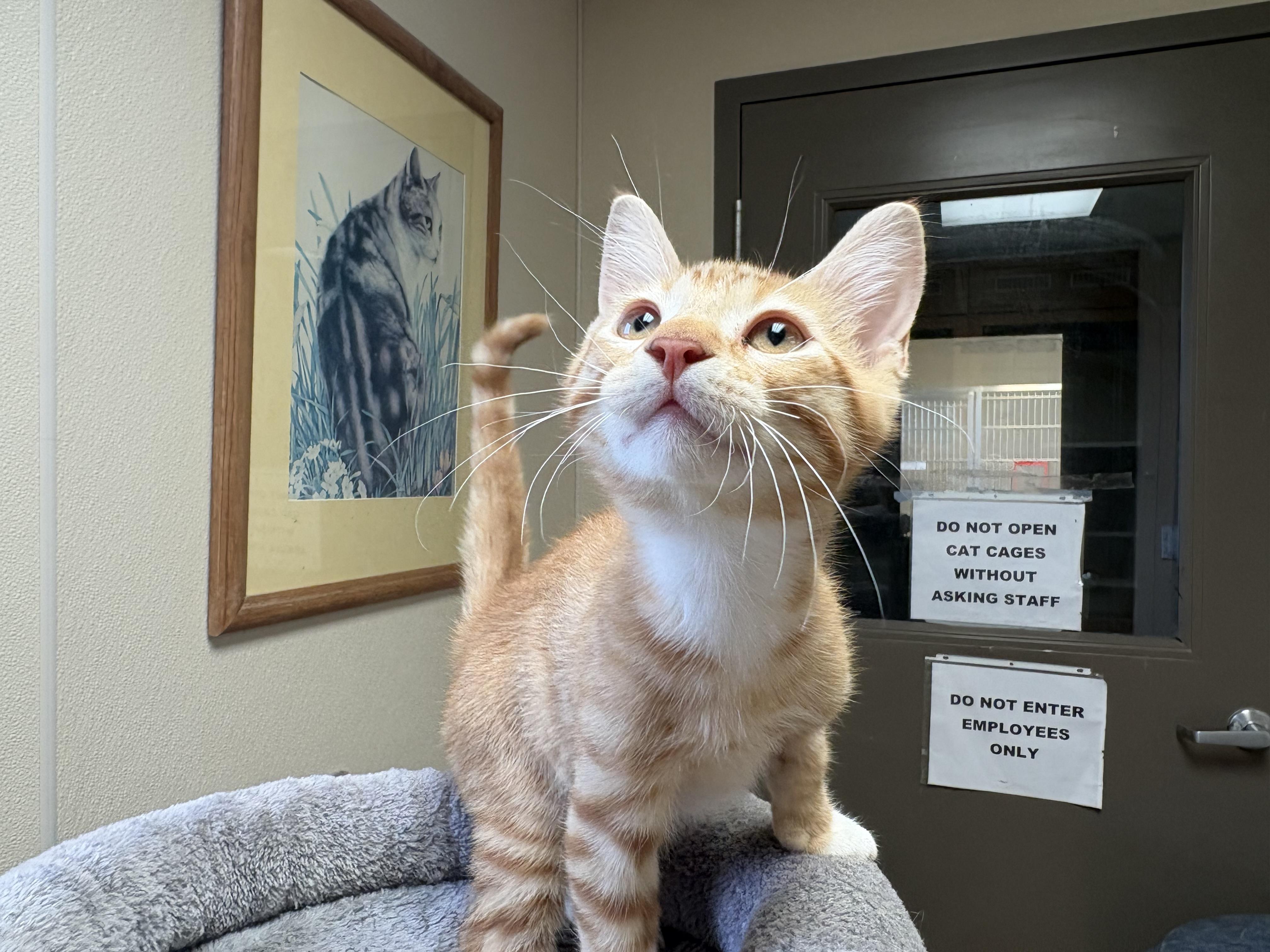 Elden Ring, an adopted mixed breed in Hays, KS image 6/6