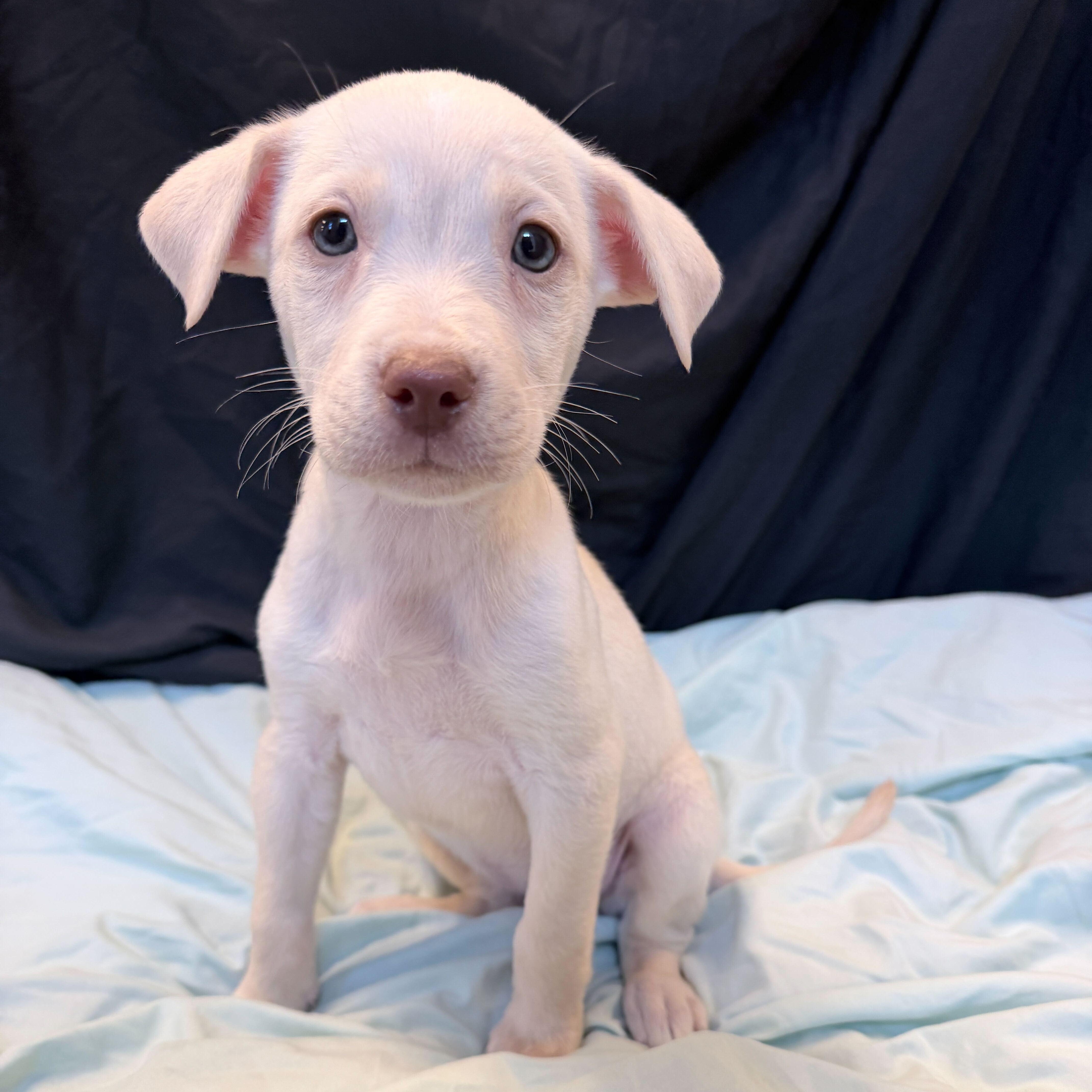 Wave, adopted, Puppy Female Mixed Breed.
