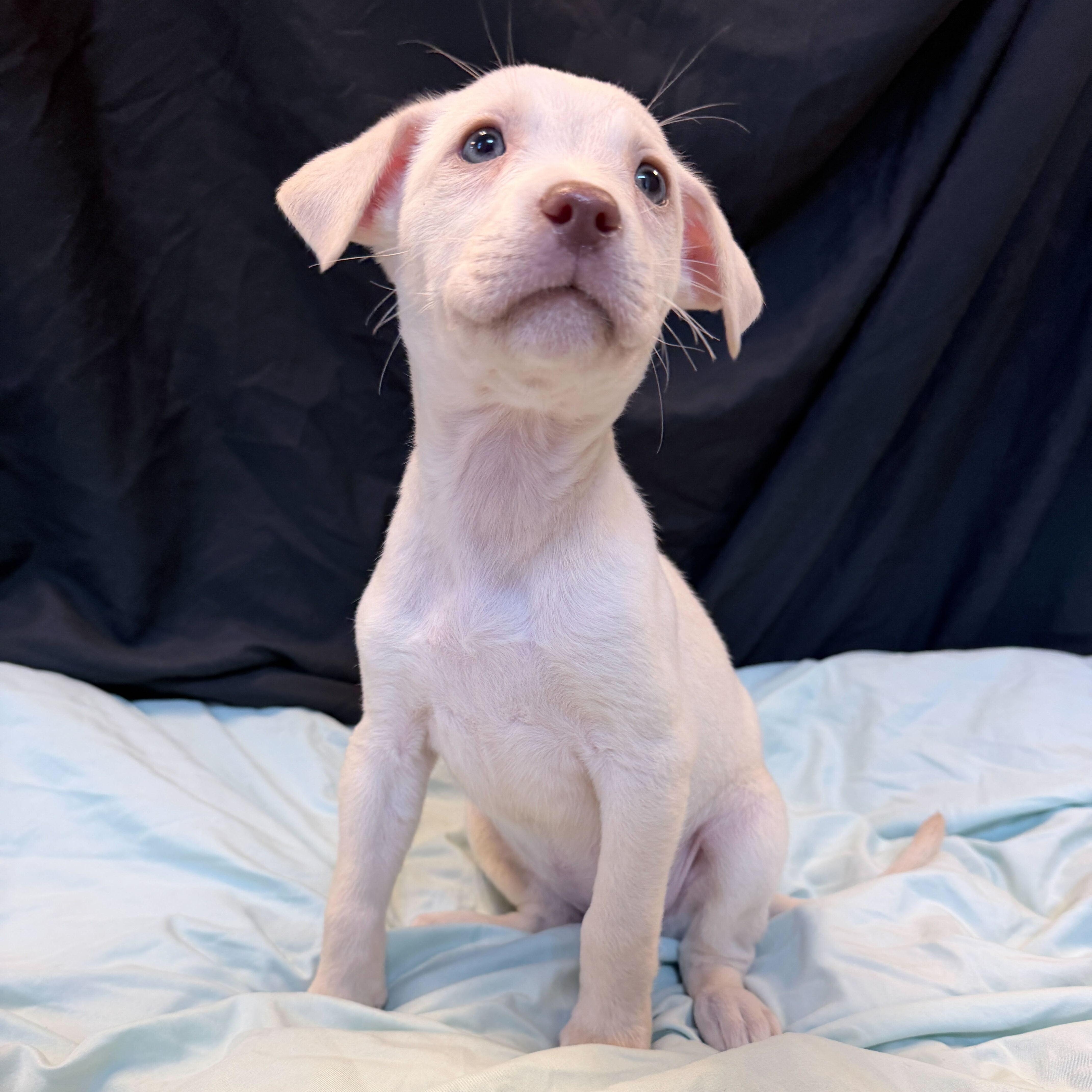 Enlarge Wave, an adopted Mixed Breed in Canal Winchester, OH image 2/2