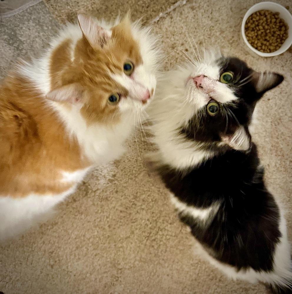 Enlarge Billie - AR (PetSmart Laurens Rd), a Adoptable Domestic Long Hair in Greenville, SC image 1/6