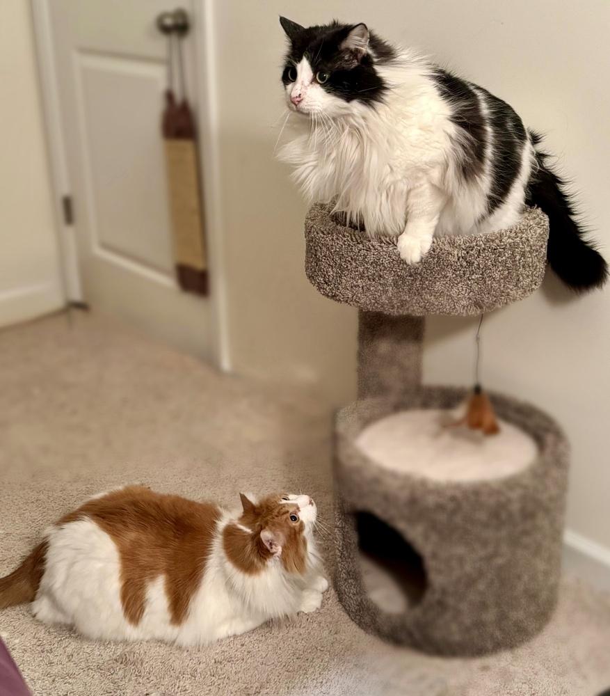 Enlarge Billie - AR (PetSmart Laurens Rd), a Adoptable Domestic Long Hair in Greenville, SC image 2/6