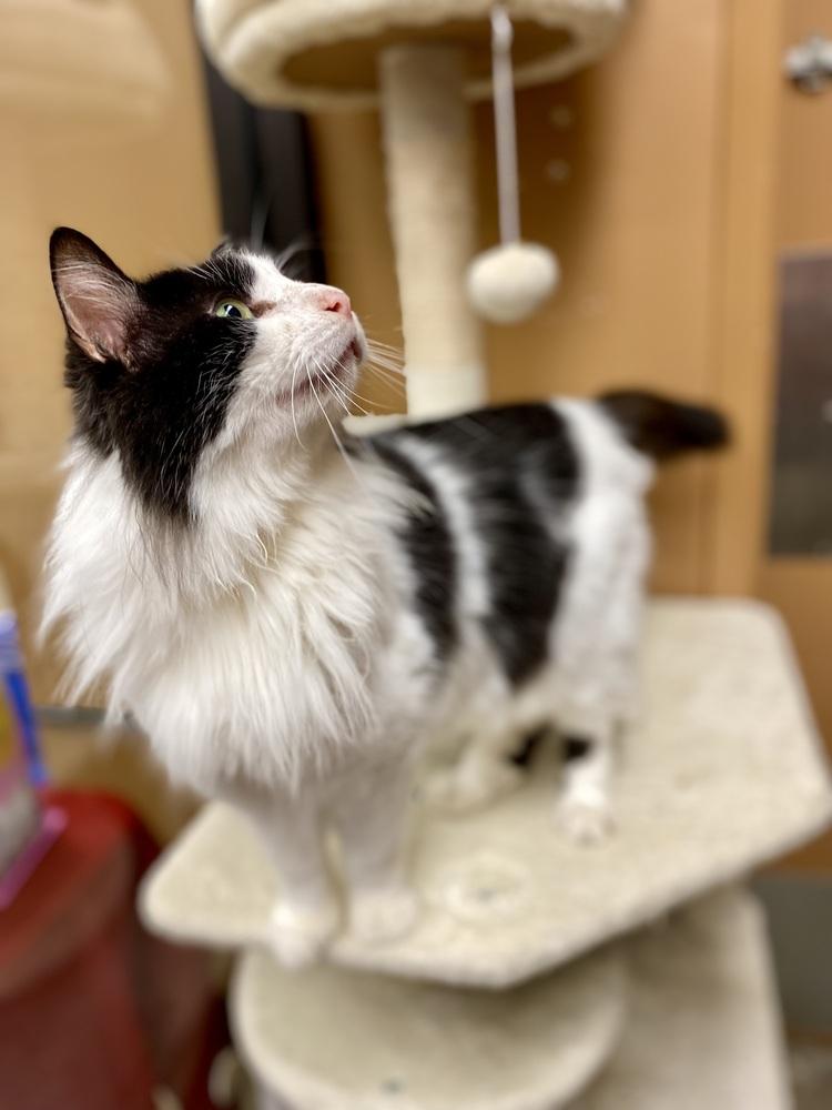 Enlarge Billie - AR (PetSmart Laurens Rd), a Adoptable Domestic Long Hair in Greenville, SC image 3/6