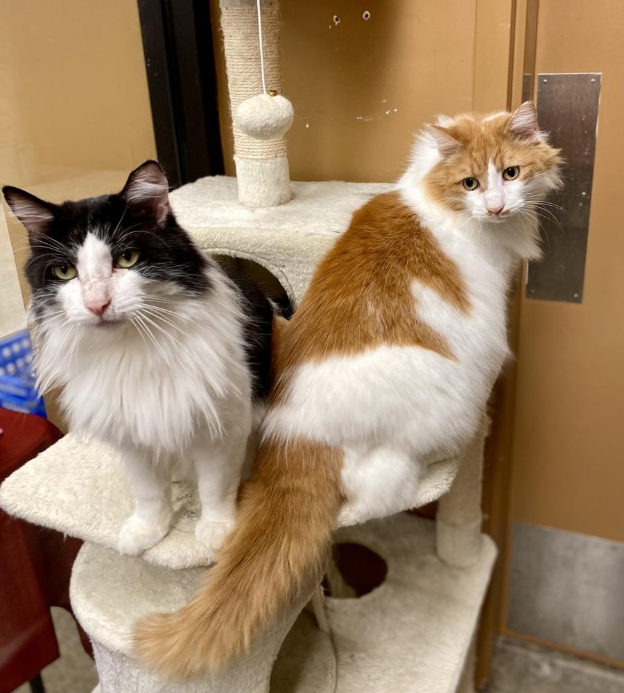 Enlarge Billie - AR (PetSmart Laurens Rd), a Adoptable Domestic Long Hair in Greenville, SC image 4/6
