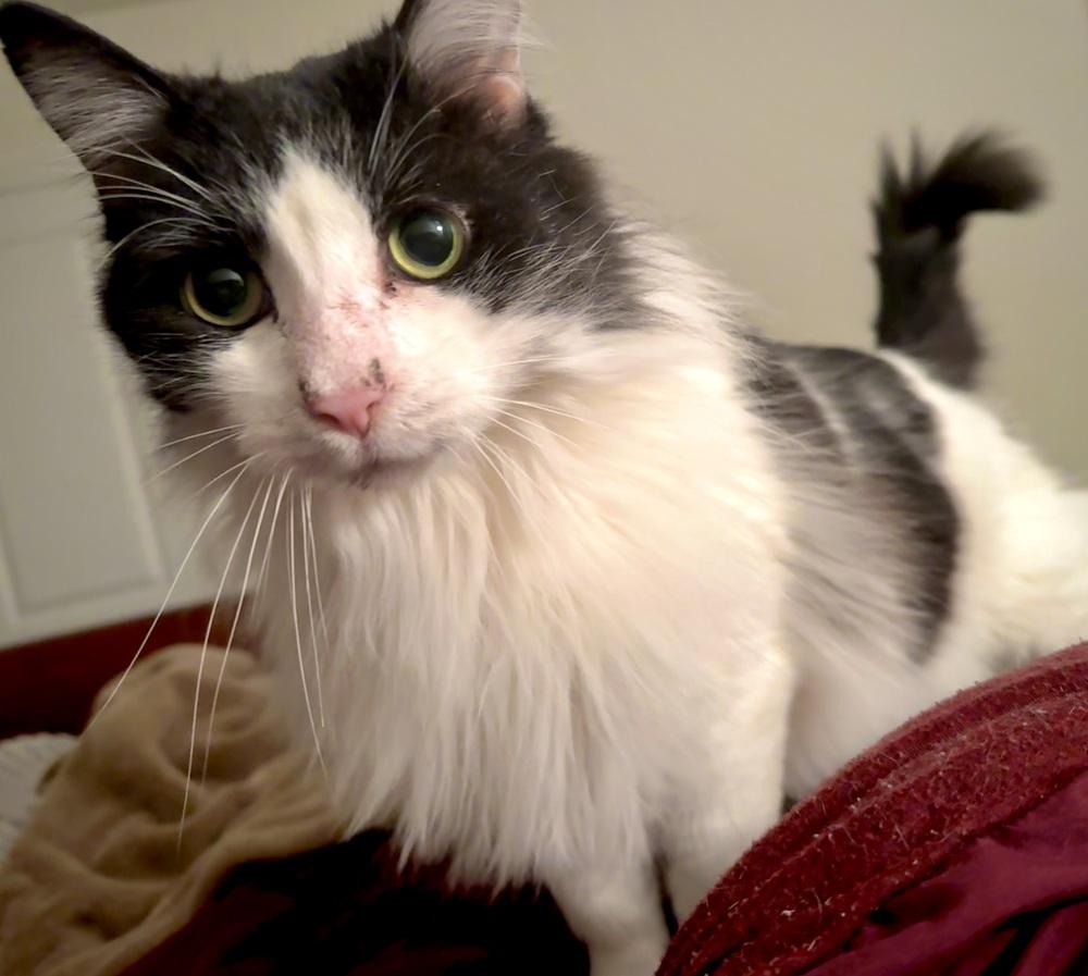 Enlarge Billie - AR (PetSmart Laurens Rd), a Adoptable Domestic Long Hair in Greenville, SC image 5/6