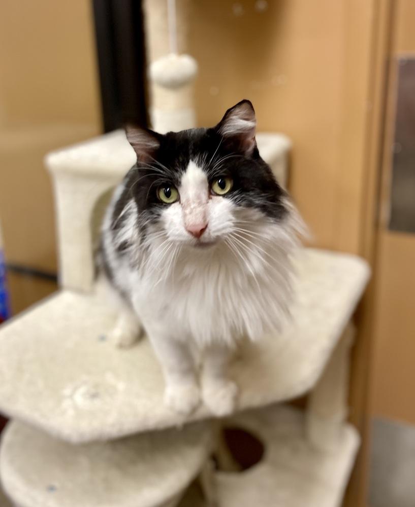 Enlarge Billie - AR (PetSmart Laurens Rd), a Adoptable Domestic Long Hair in Greenville, SC image 6/6