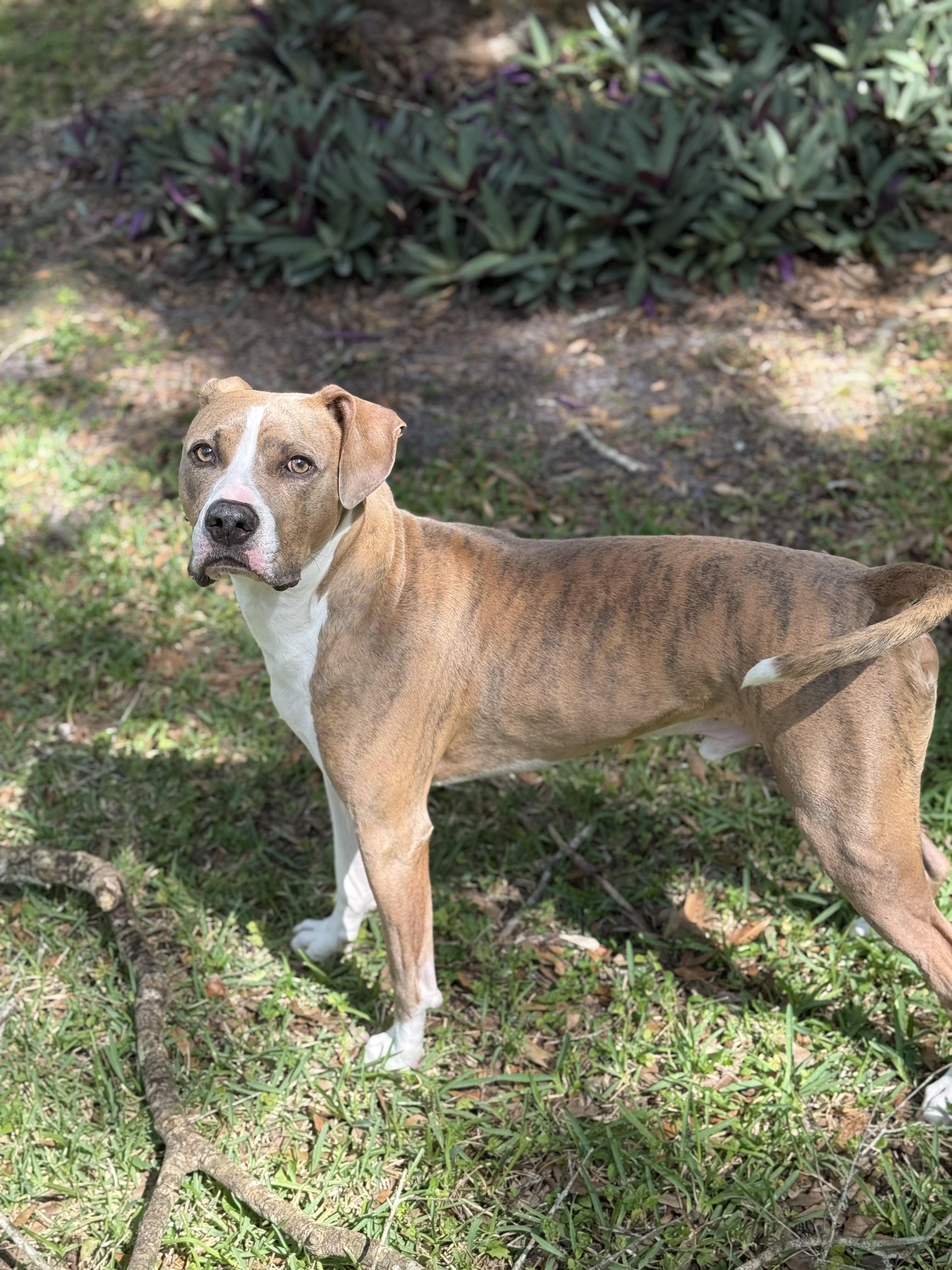 Benny Boy, a Adopted mixed breed in Fort Myers, FL image 3/6