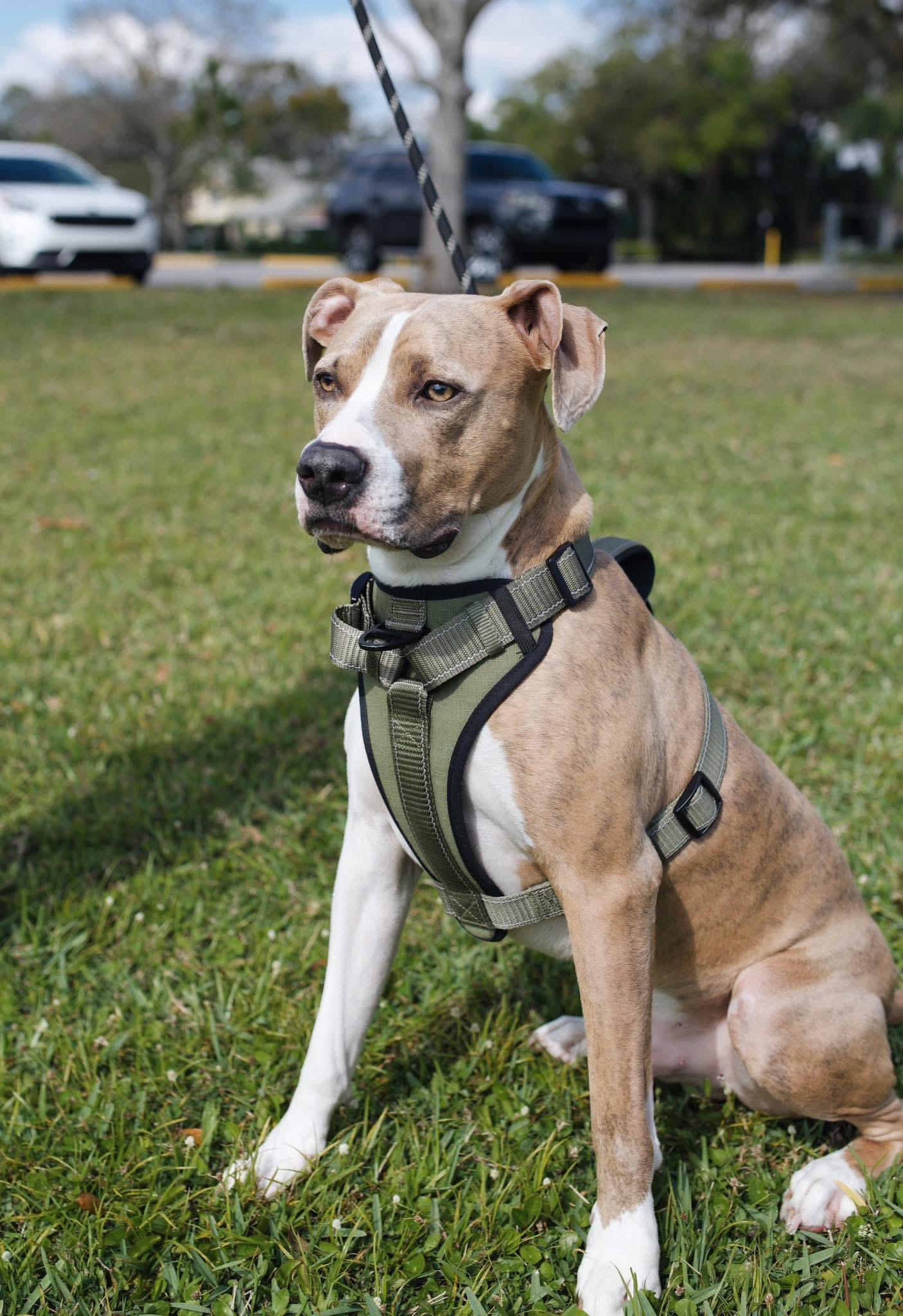 Benny Boy, a Adopted mixed breed in Fort Myers, FL image 1/6