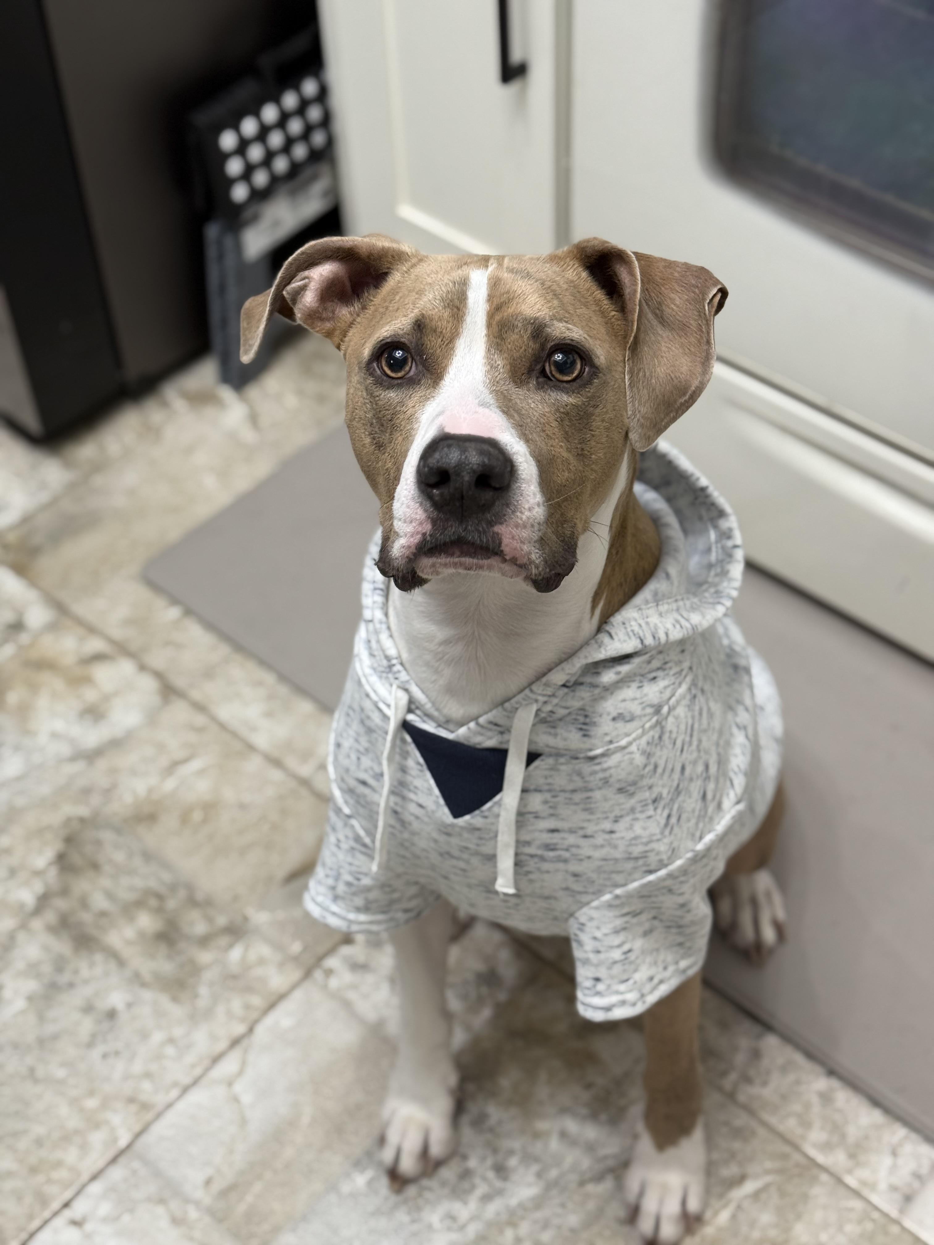 Benny Boy, a Adopted mixed breed in Fort Myers, FL image 4/6