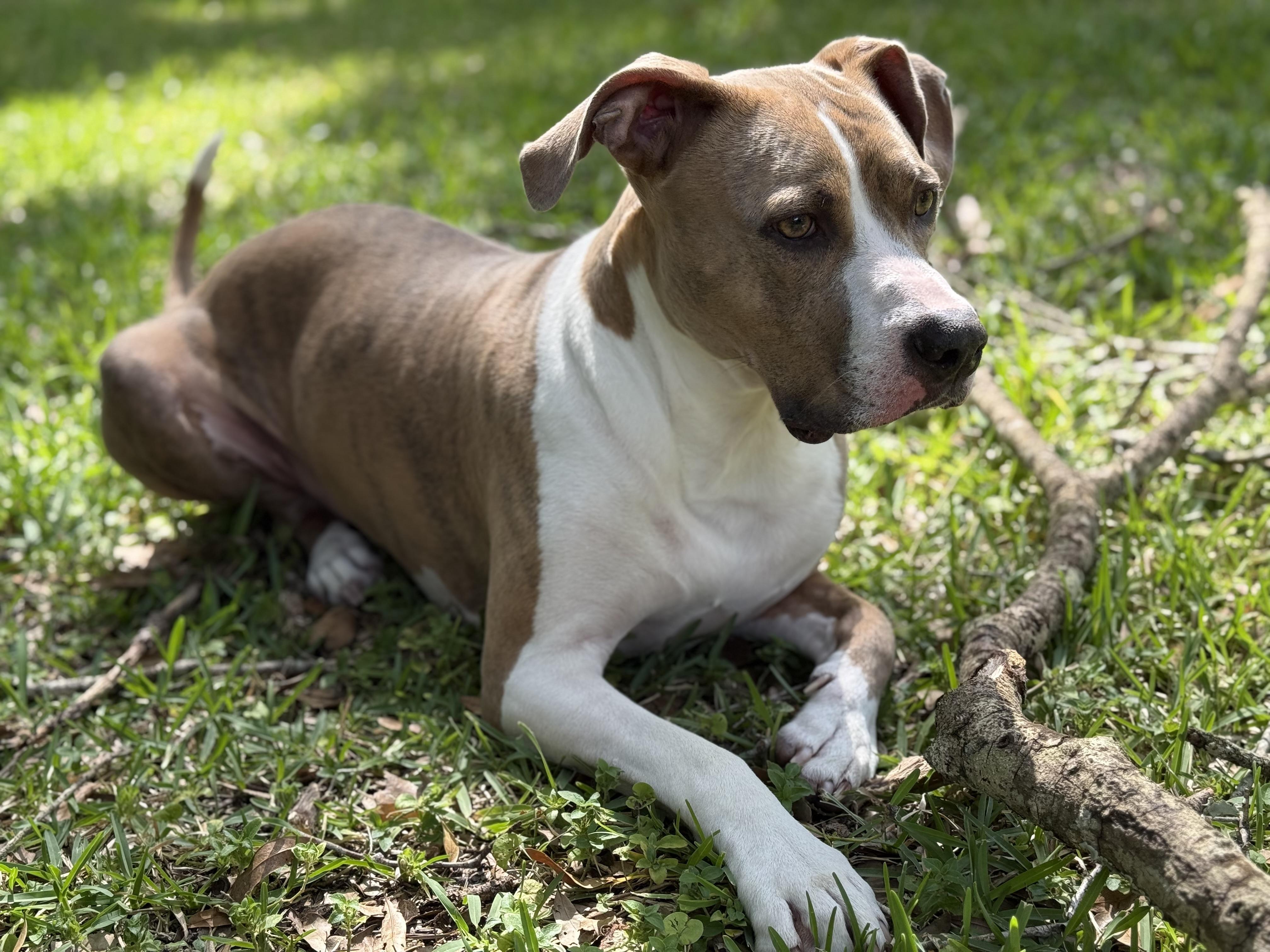 Benny Boy, a Adopted mixed breed in Fort Myers, FL image 2/6