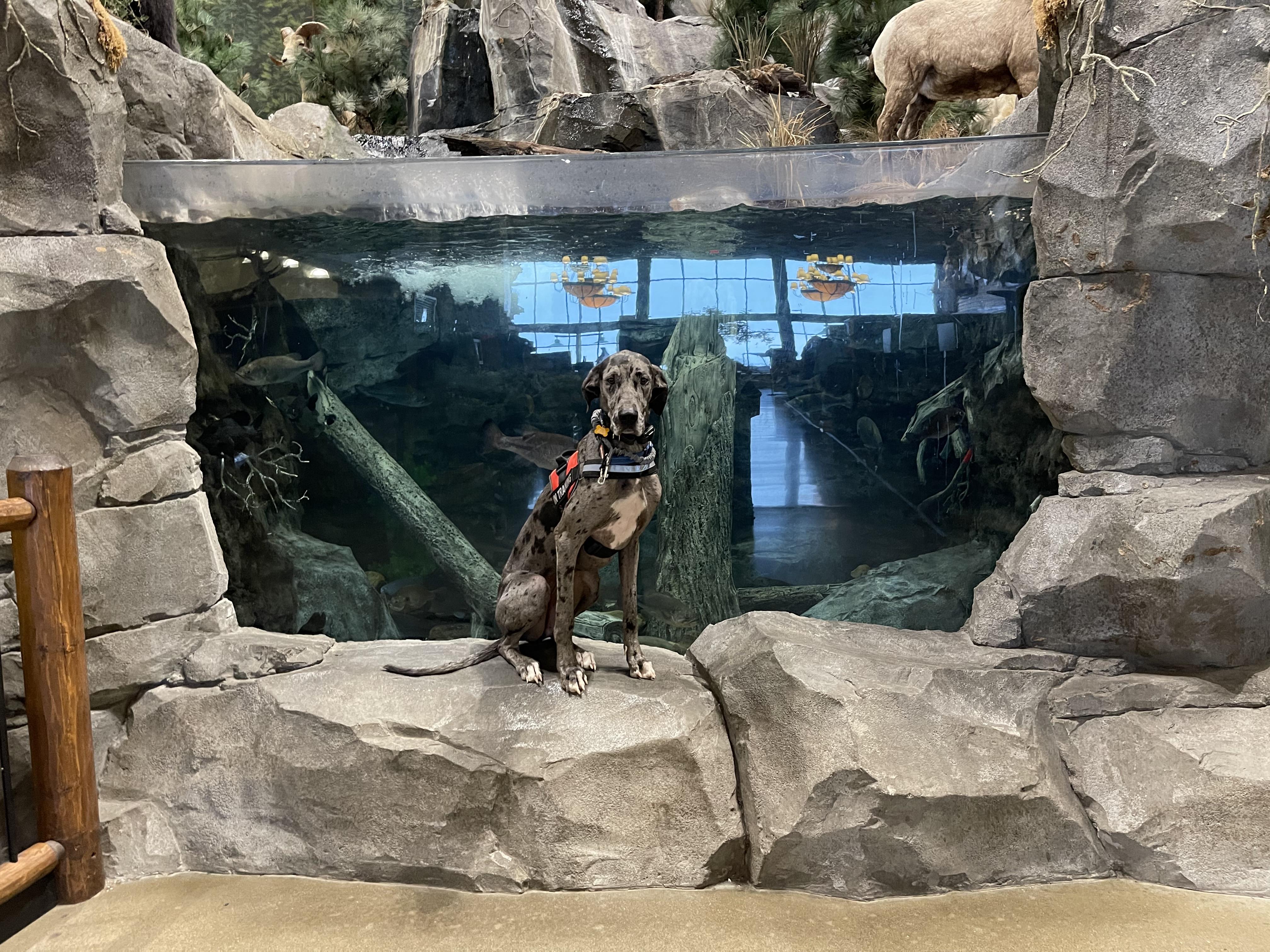 Ellie, an adopted Great Dane in Cincinnati, OH image 4/6