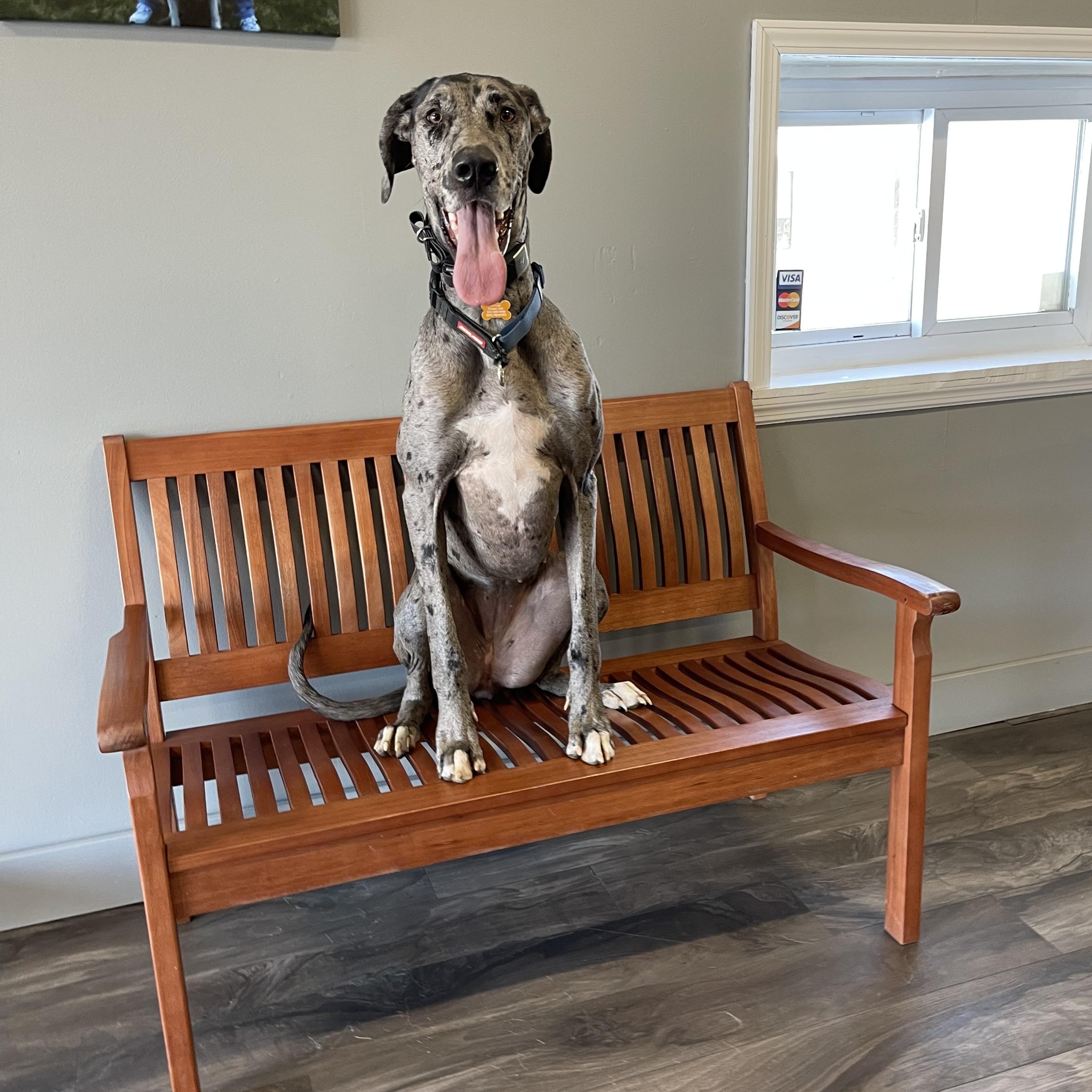 Ellie, an adopted Great Dane in Cincinnati, OH image 3/6