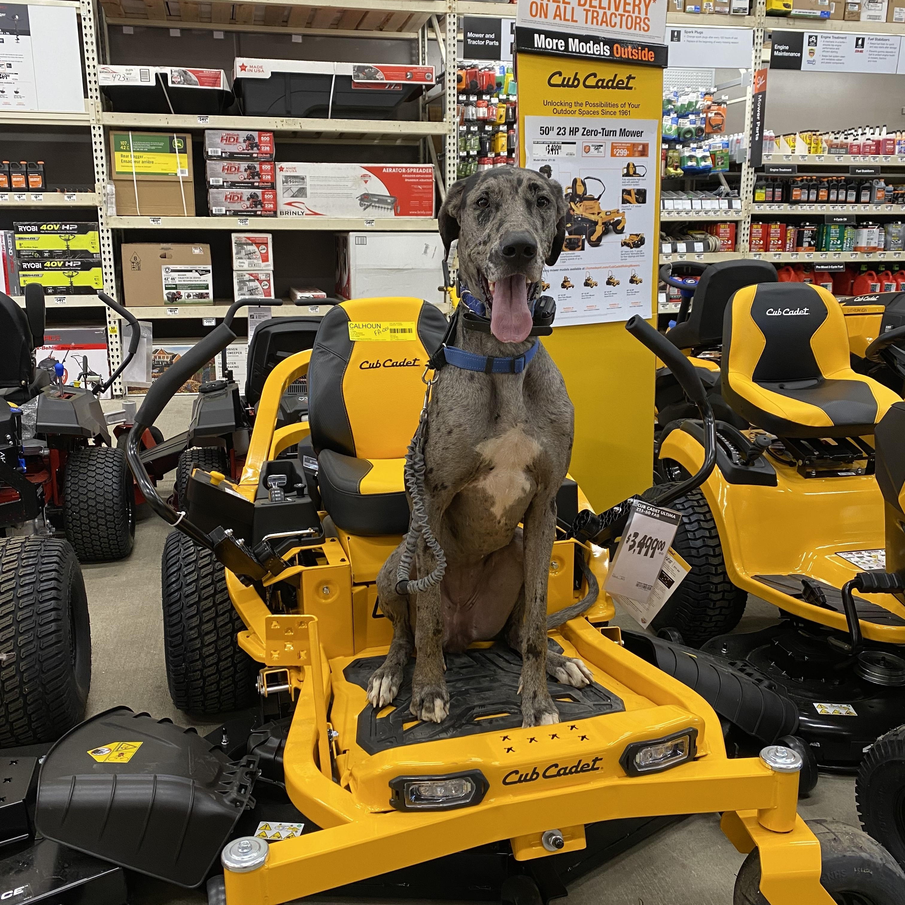 Ellie, an adopted Great Dane in Cincinnati, OH image 2/6