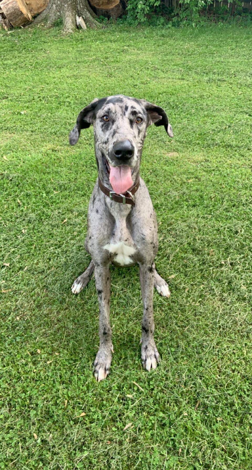 Ellie, an adopted Great Dane in Cincinnati, OH image 1/6