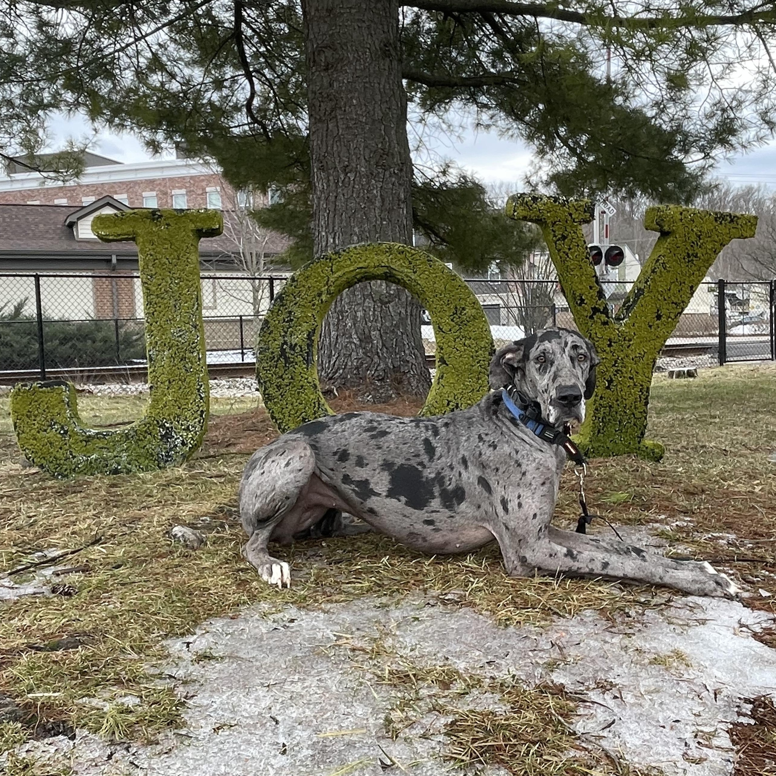 Ellie, an adopted Great Dane in Cincinnati, OH image 5/6