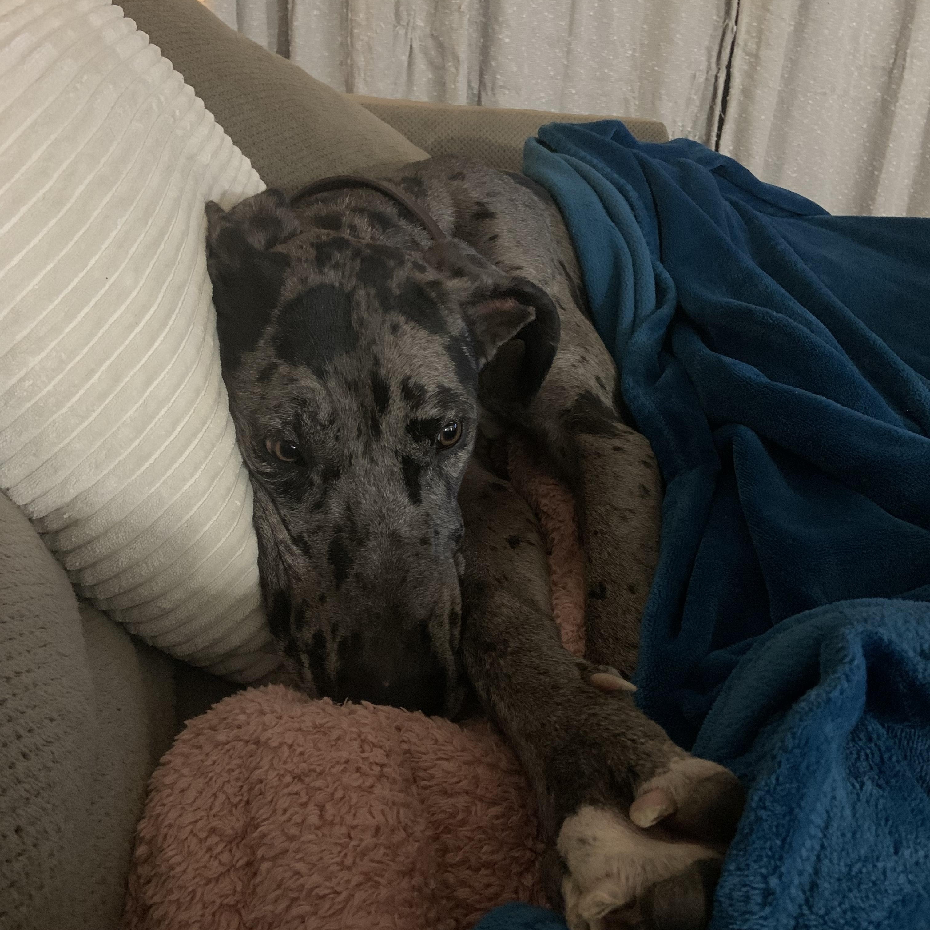 Ellie, an adopted Great Dane in Cincinnati, OH image 6/6