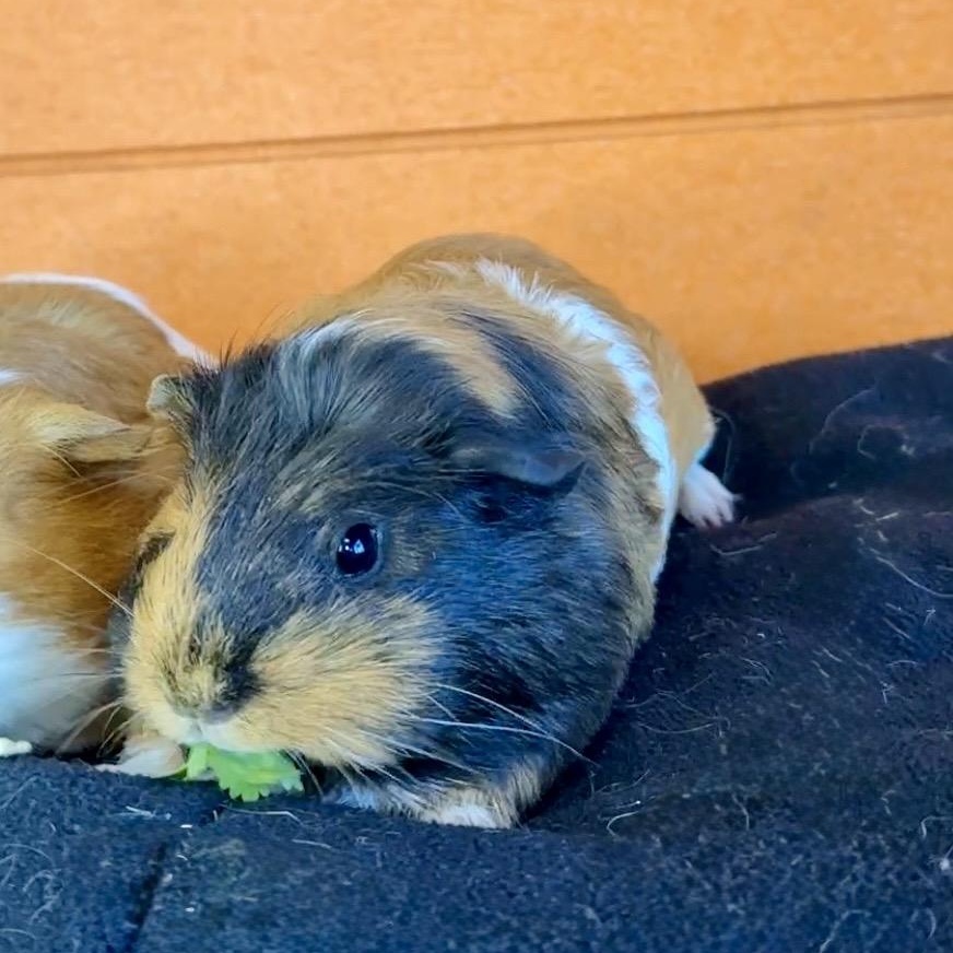 Enlarge Harriet & Olive, a Adoptable mixed breed in San Antonio, TX image 4/4