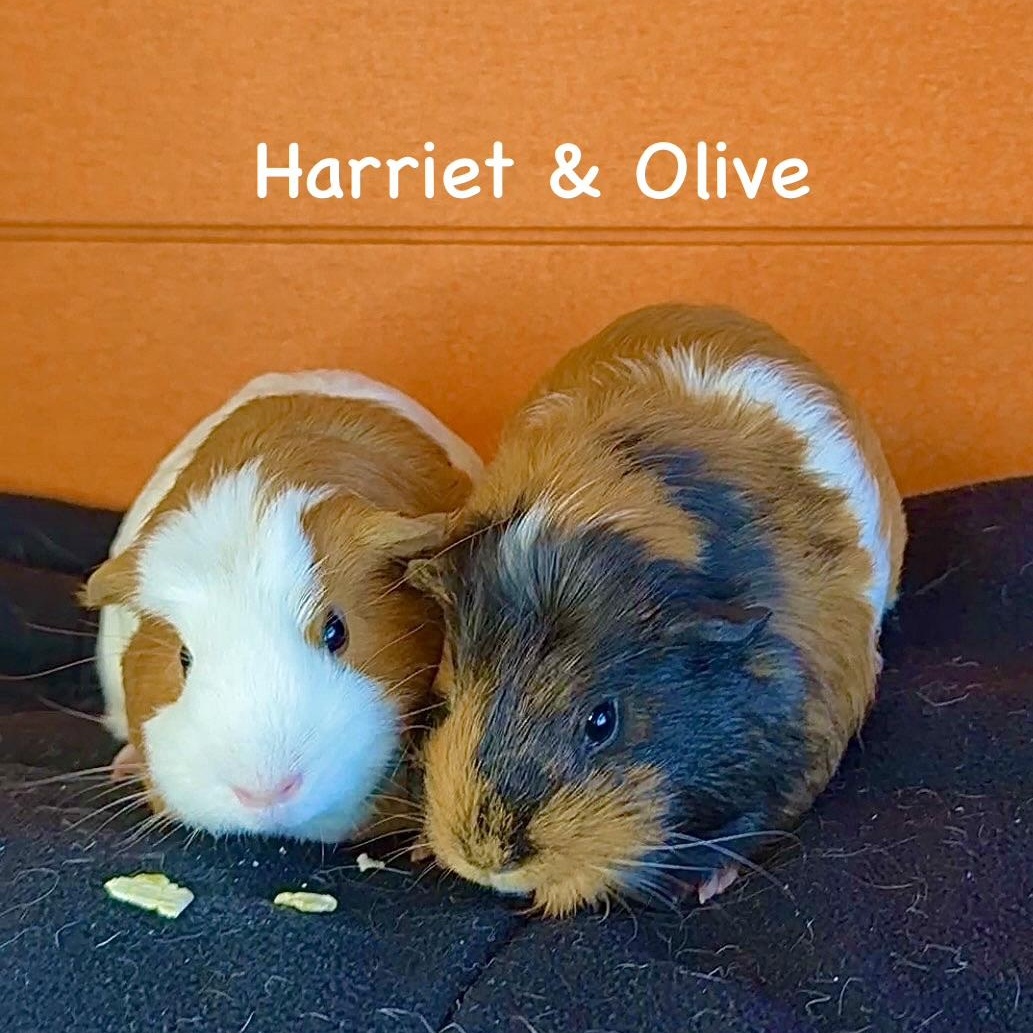 Harriet & Olive, Adoptable, Young Female Guinea Pig & Short-Haired.